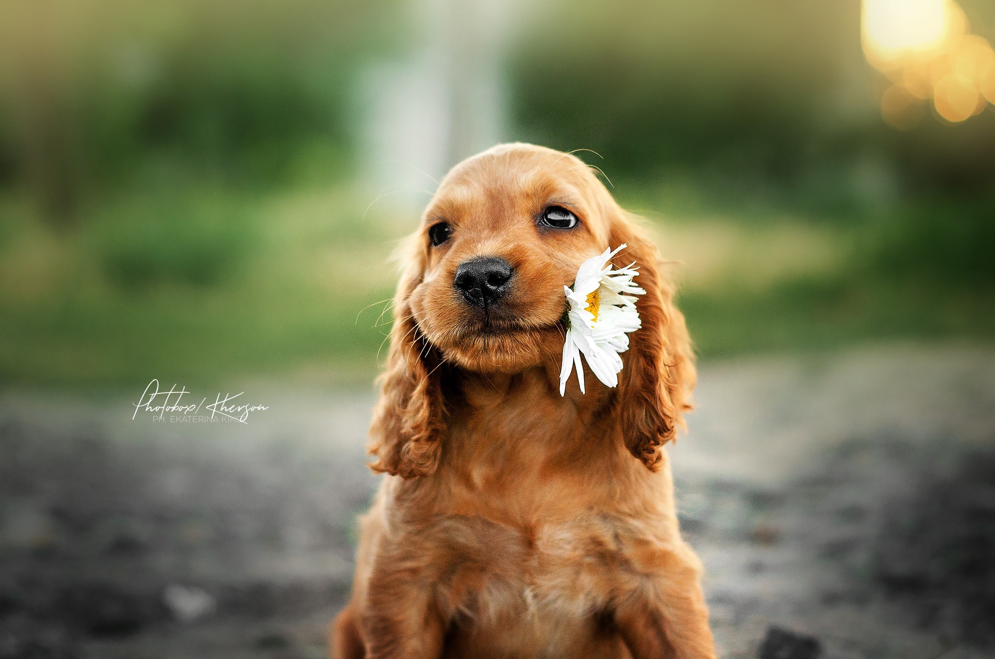 flowers, animals, outdoors, dog, mammals, photography, depth of field, HD Wallpaper
