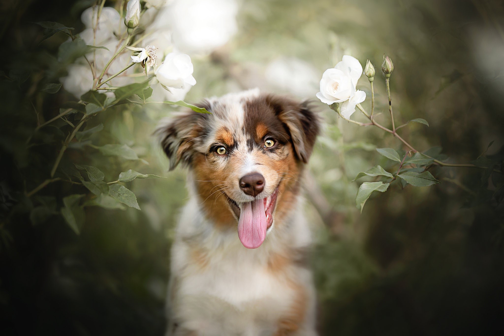 tongue out, dog, animals, mammals, frontal view, HD Wallpaper
