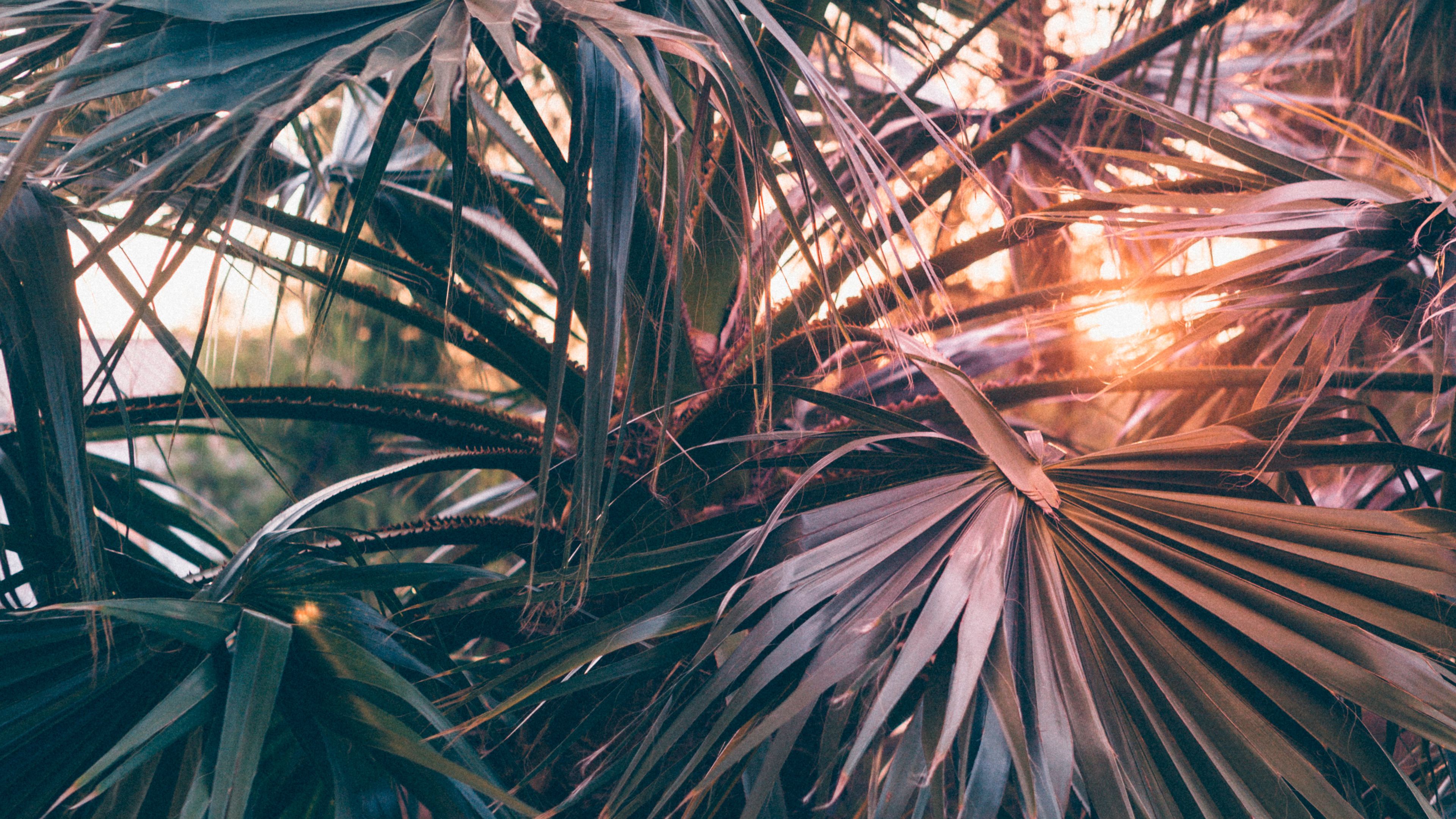 palm trees, leaves, branches, rays, sunlight, 4k, HD Wallpaper