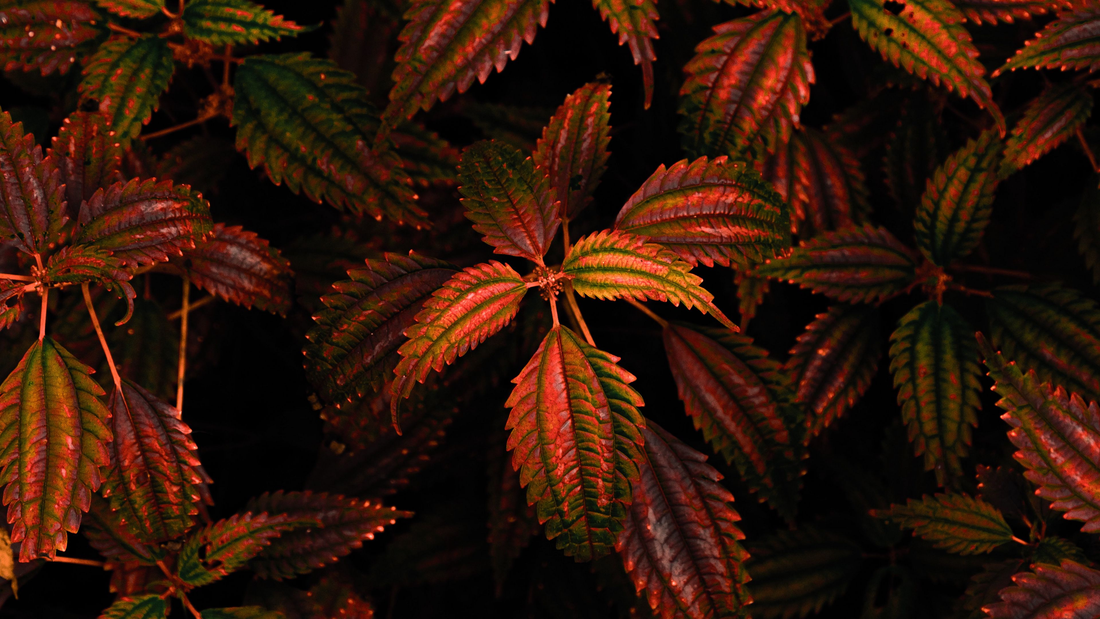 leaves, branch, carved, orange, dark, 4k, HD Wallpaper