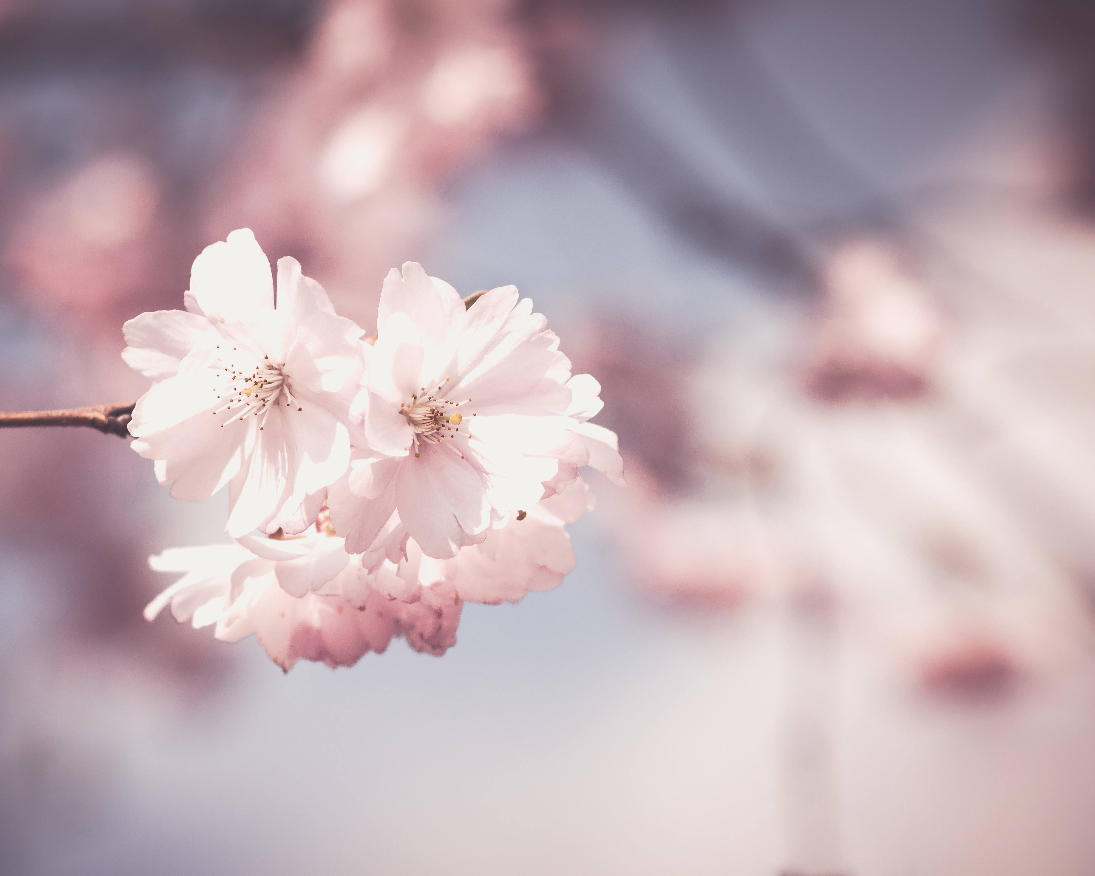 flowers, nature, depth of field, HD Wallpaper