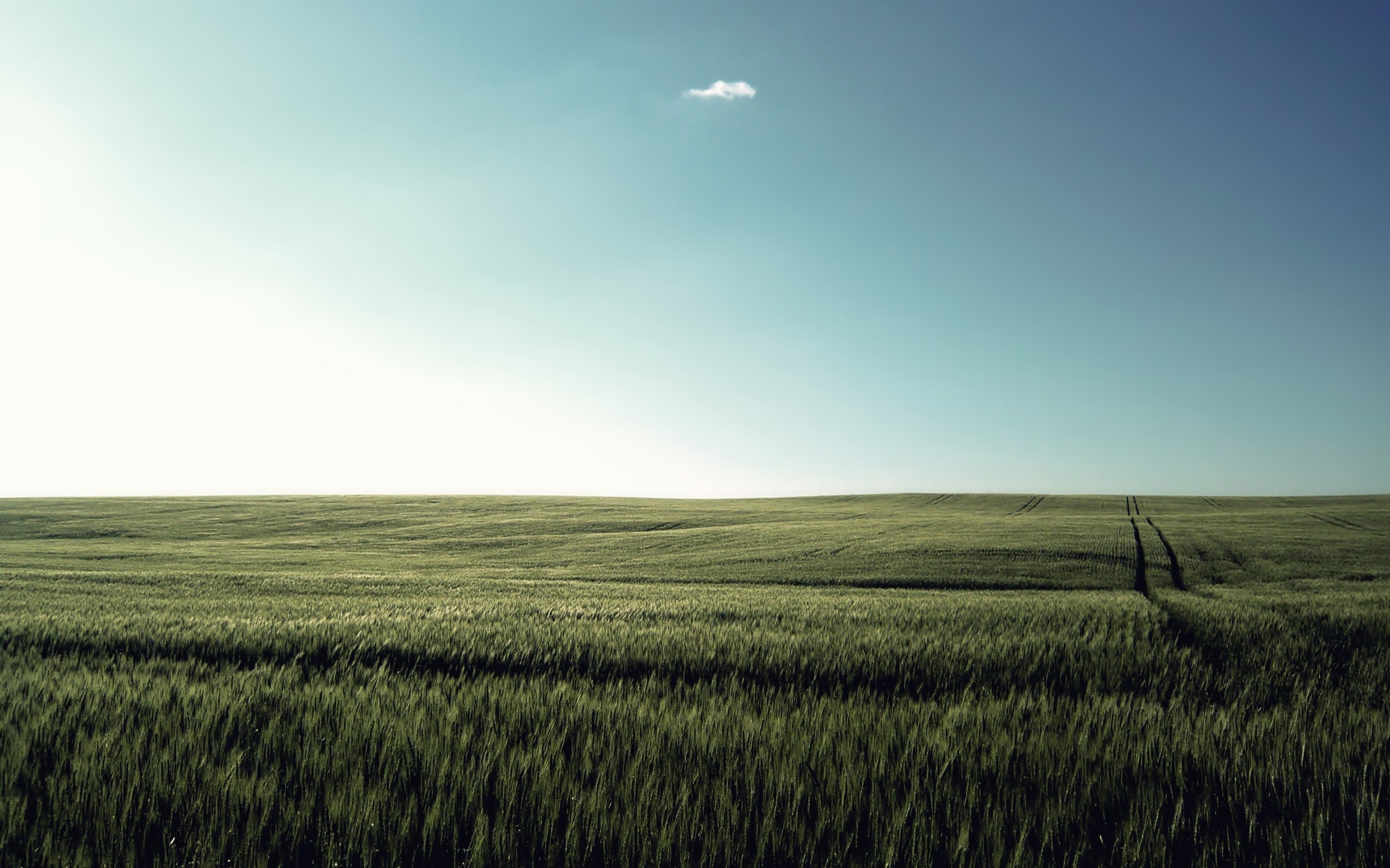 nature, field, grass, HD Wallpaper