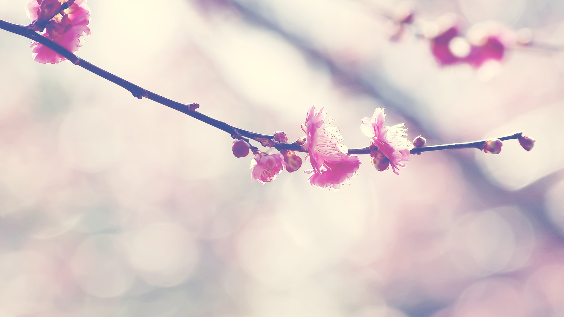 flowers, trees, depth of field, nature, HD Wallpaper