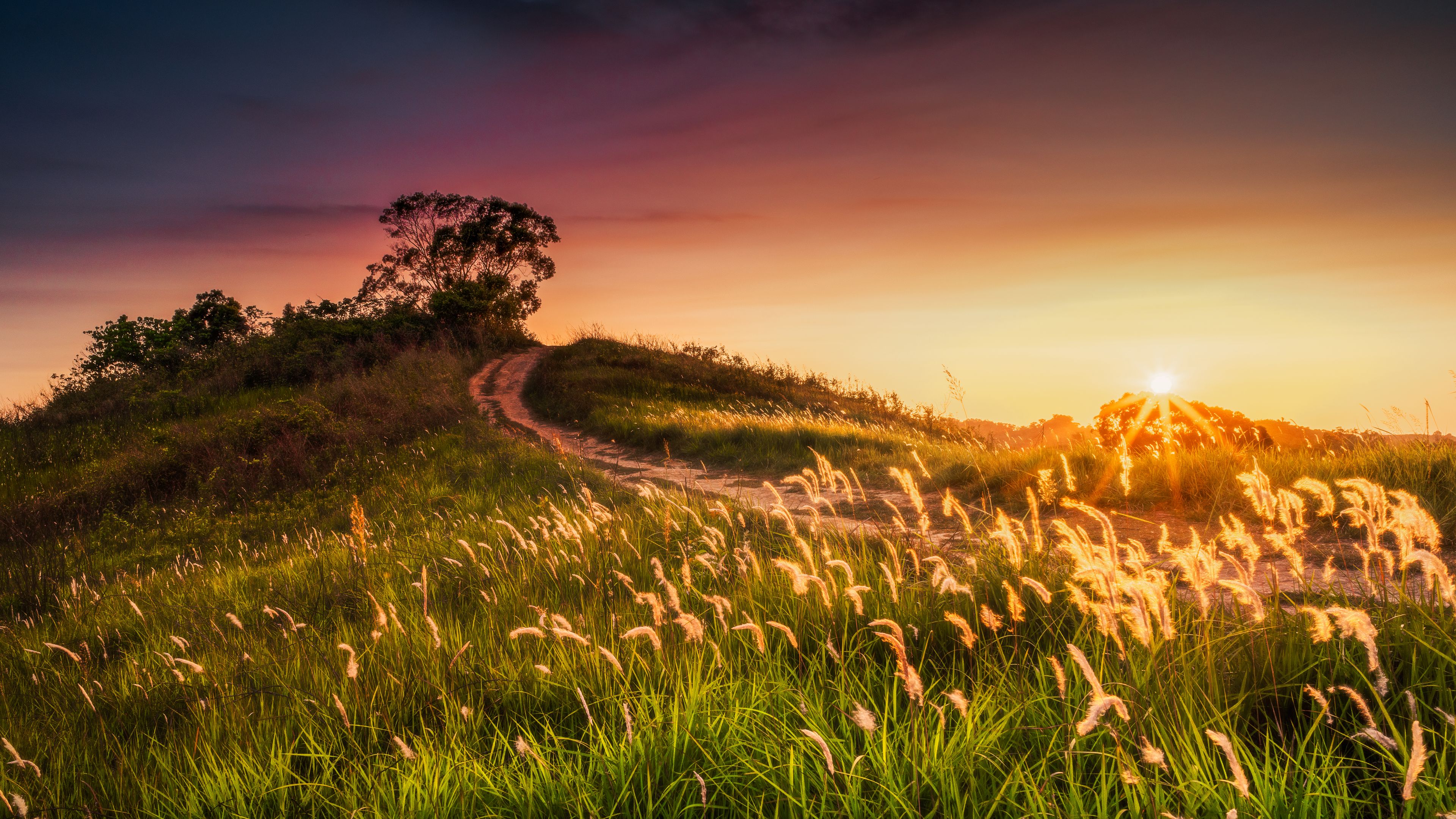 sun, rays, ears, 4k, HD Wallpaper