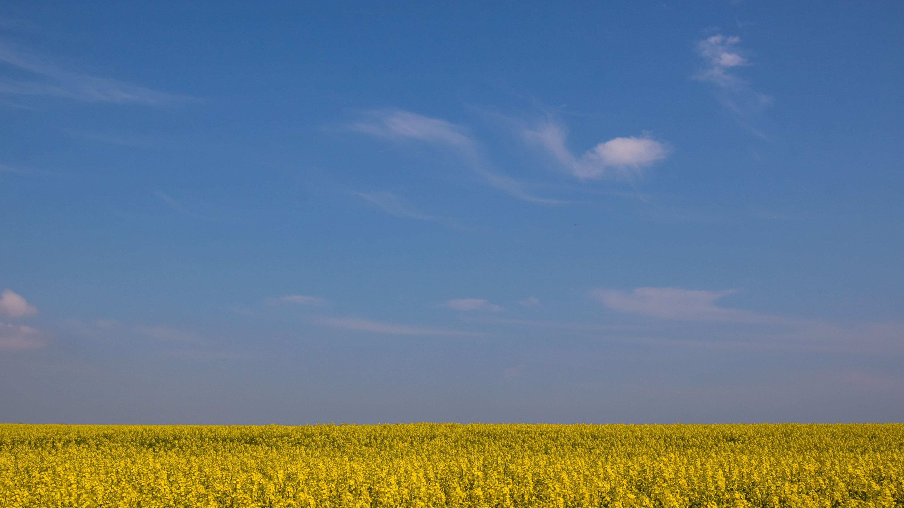 field, horizon, flowers, sky, yellow, blue, 4k, HD Wallpaper