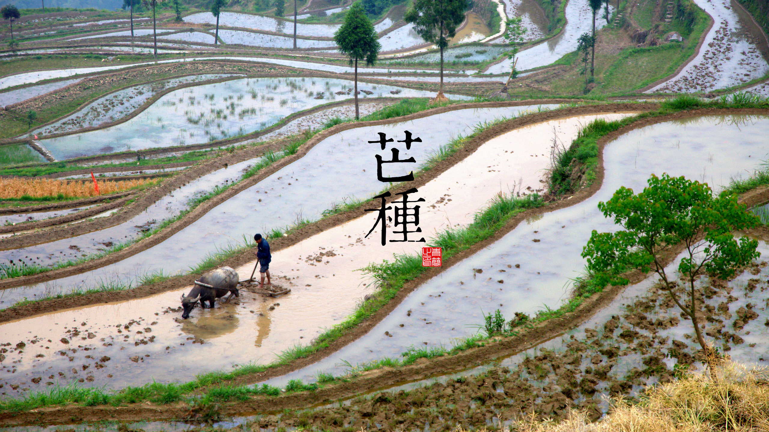 solar terms, seasons, Grain in Ear (Mang Zhong), 9th Solar Term, June 5-7, HD Wallpaper