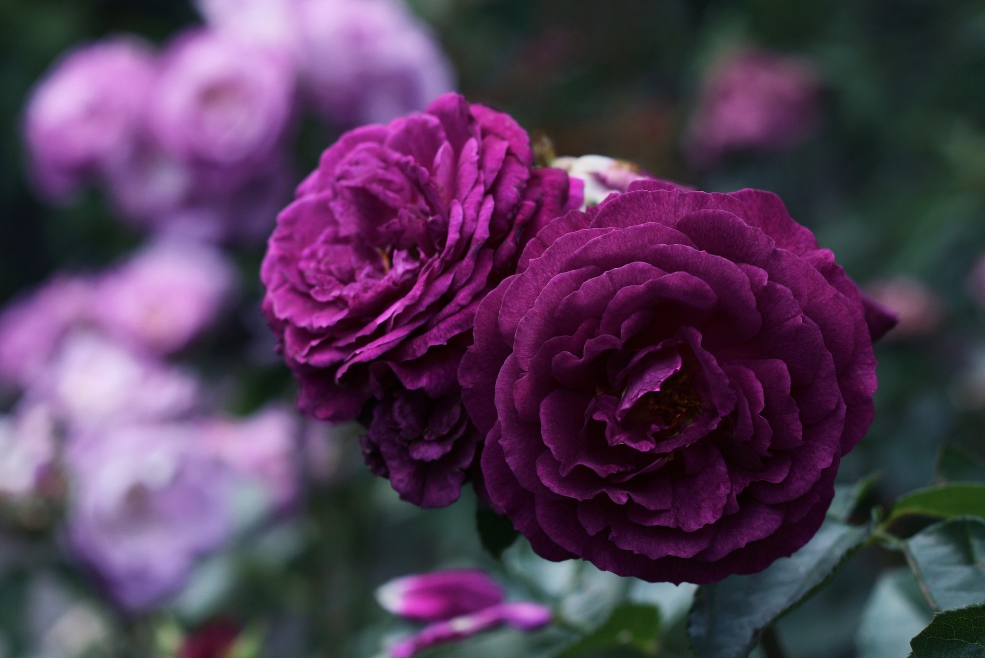 nature, flowers, closeup, purple, purple flower, HD Wallpaper