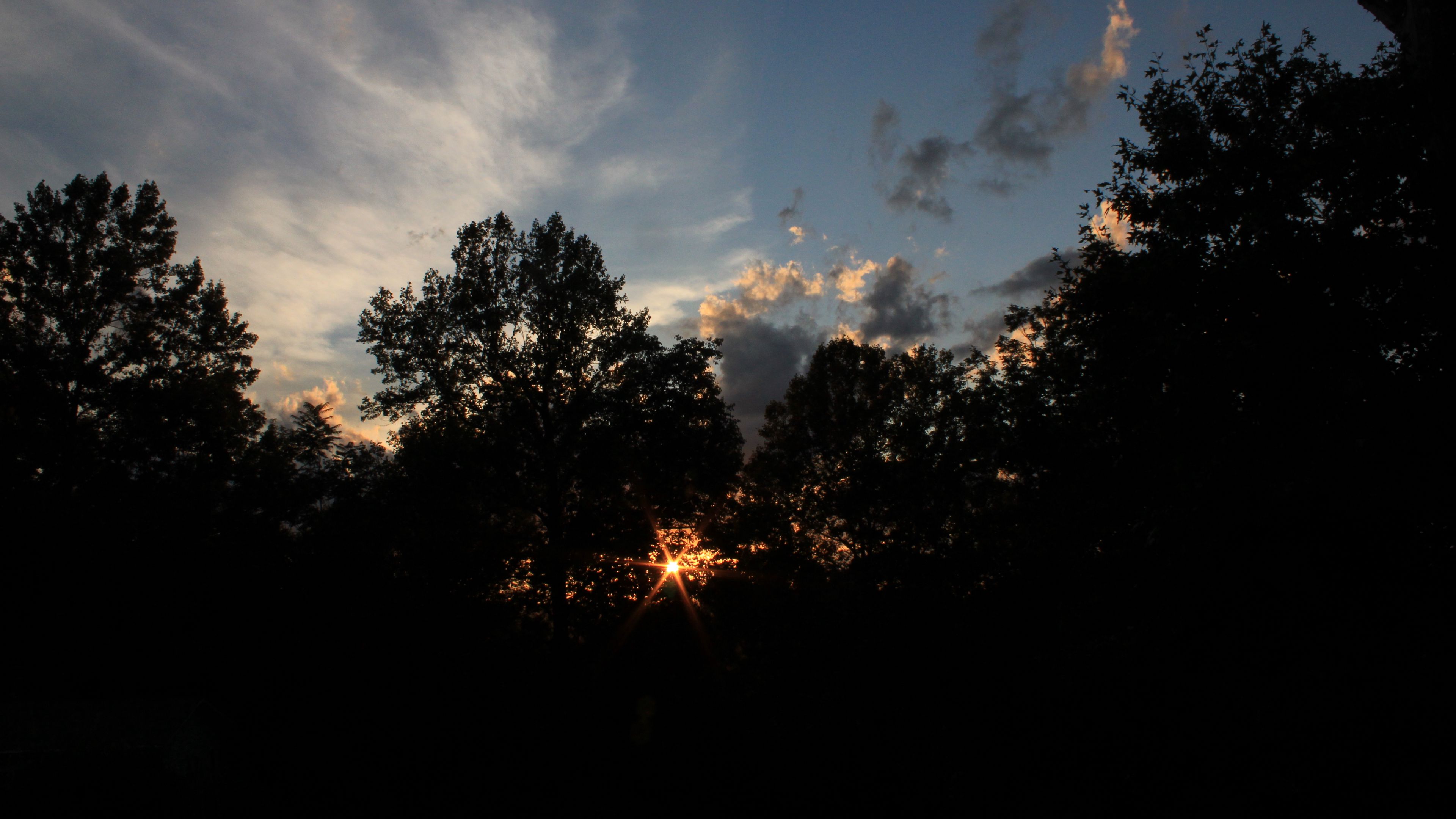 trees, sunset, rays, branches, sky, dark, 4k, HD Wallpaper