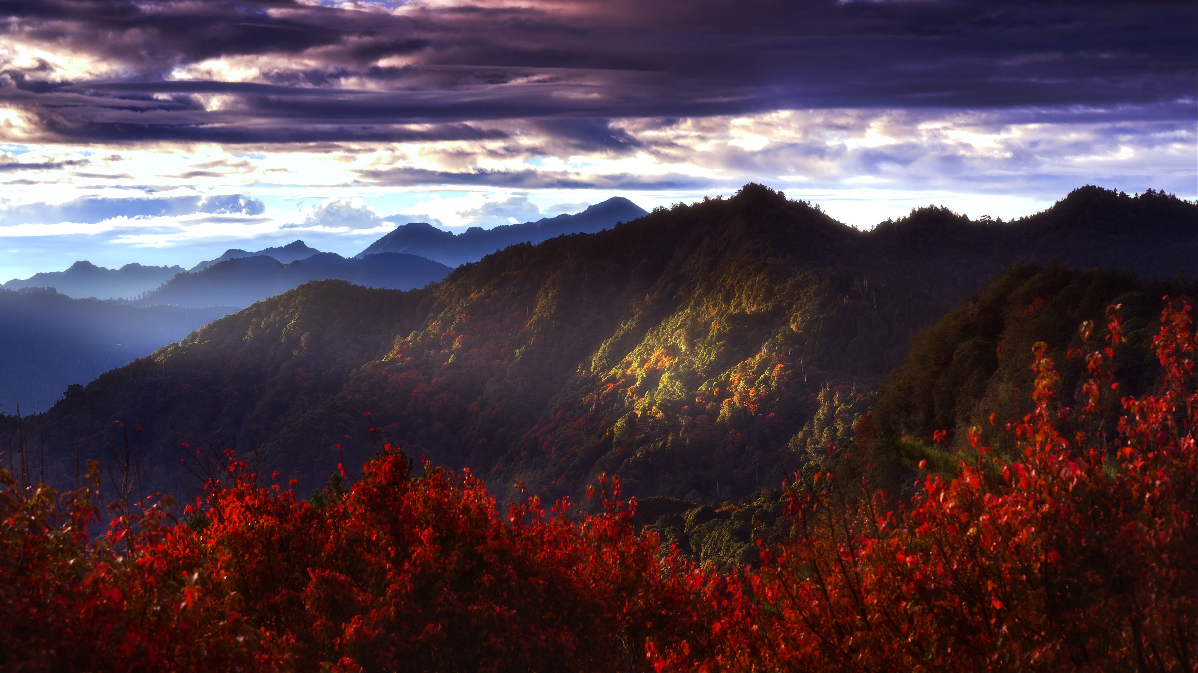 mountains, forest, bushes, 4k, HD Wallpaper