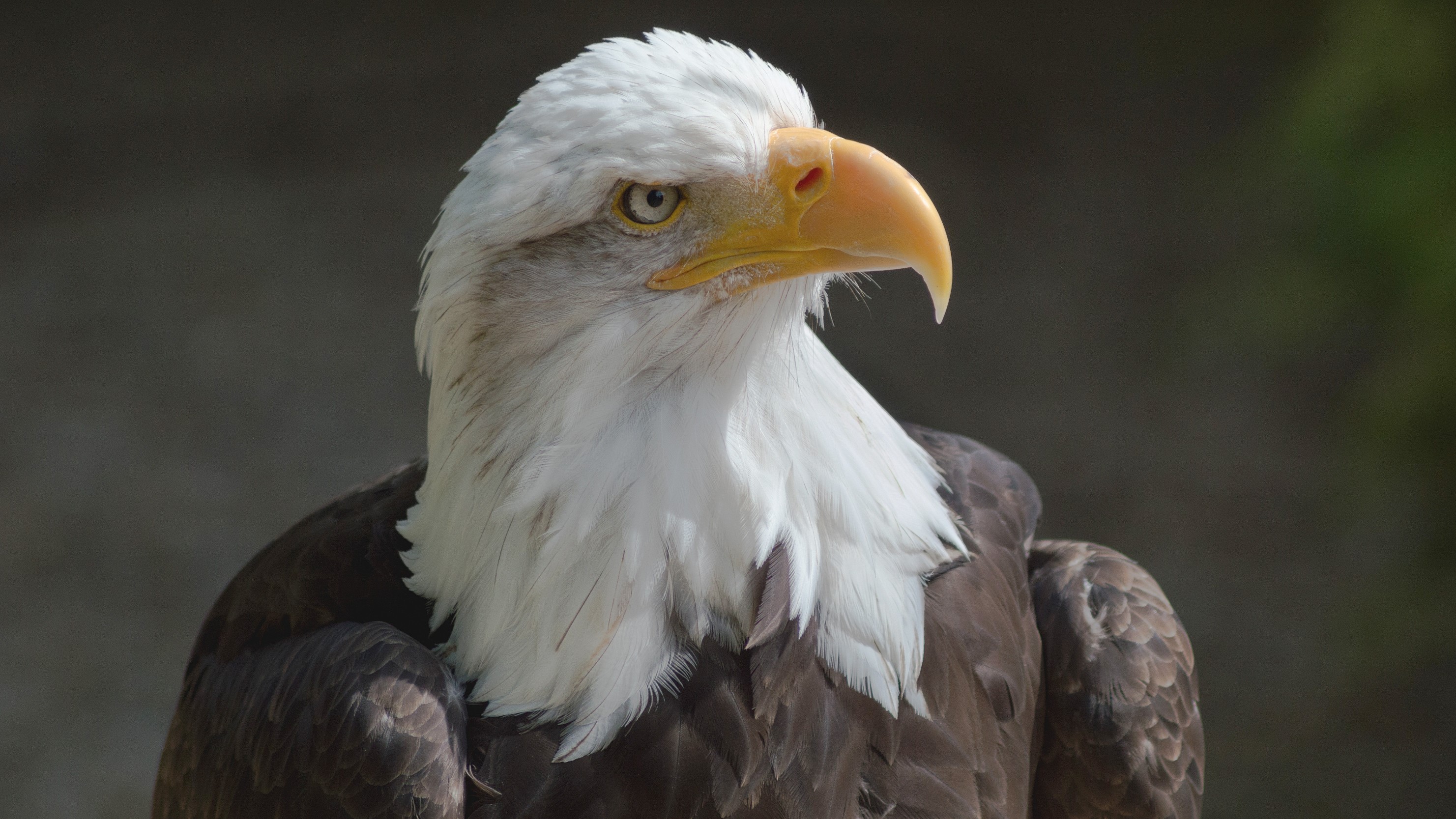 eagle, bald eagle, bird of prey, birds, HD Wallpaper