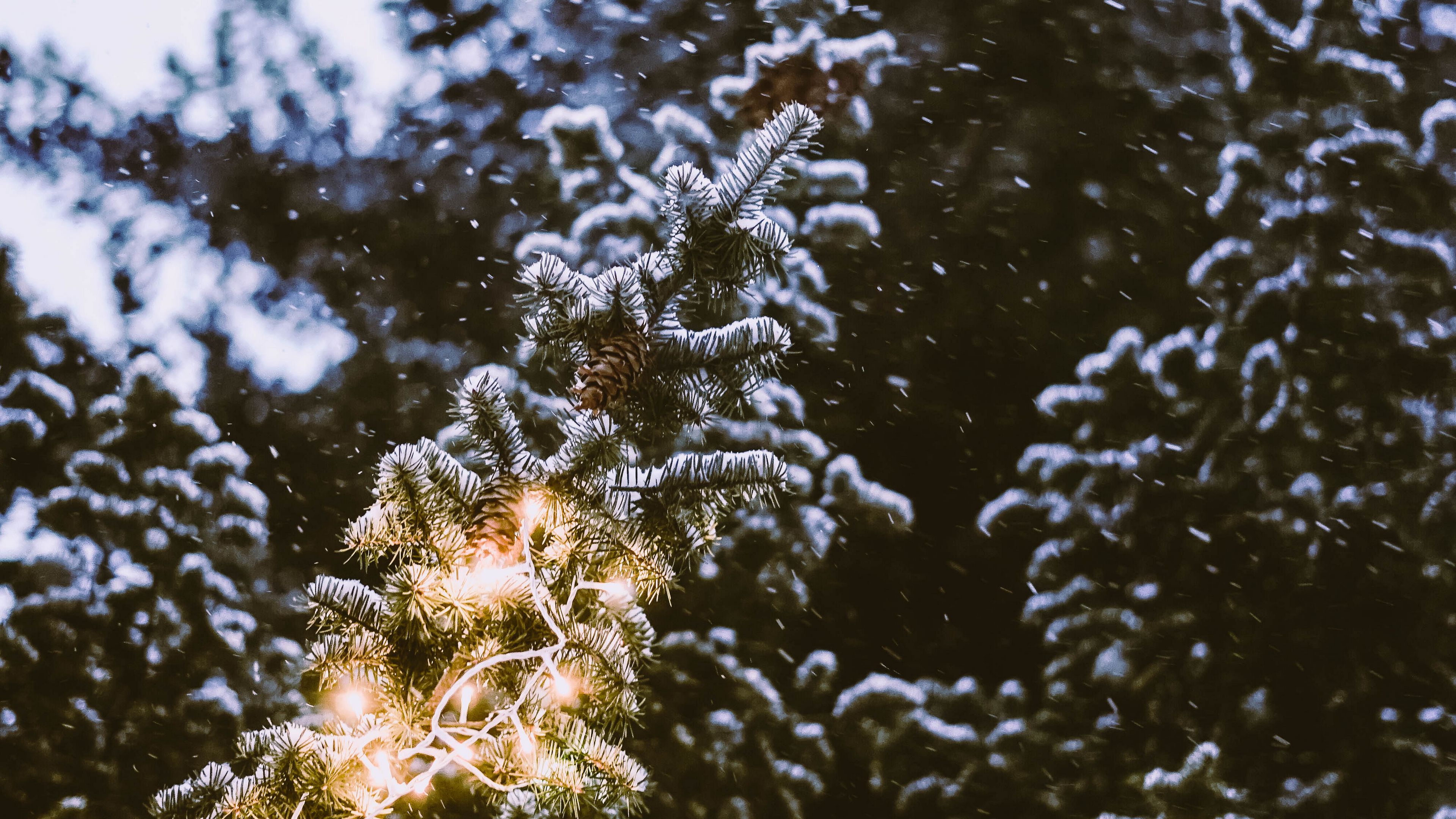 branch, spruce, festoon, snowfall, blurriness, 4k, HD Wallpaper