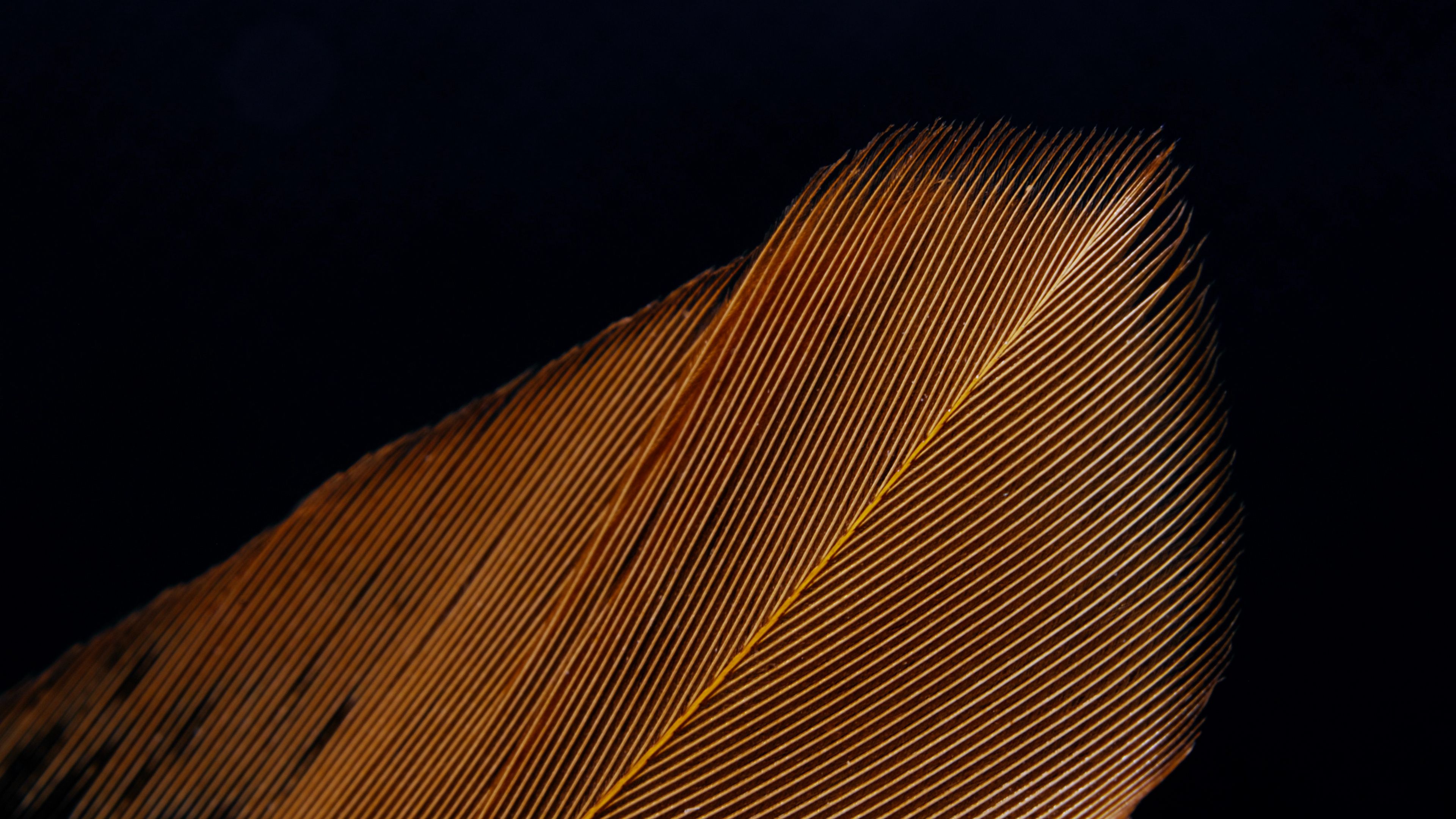 feather, macro, stripes, texture, 4k, HD Wallpaper