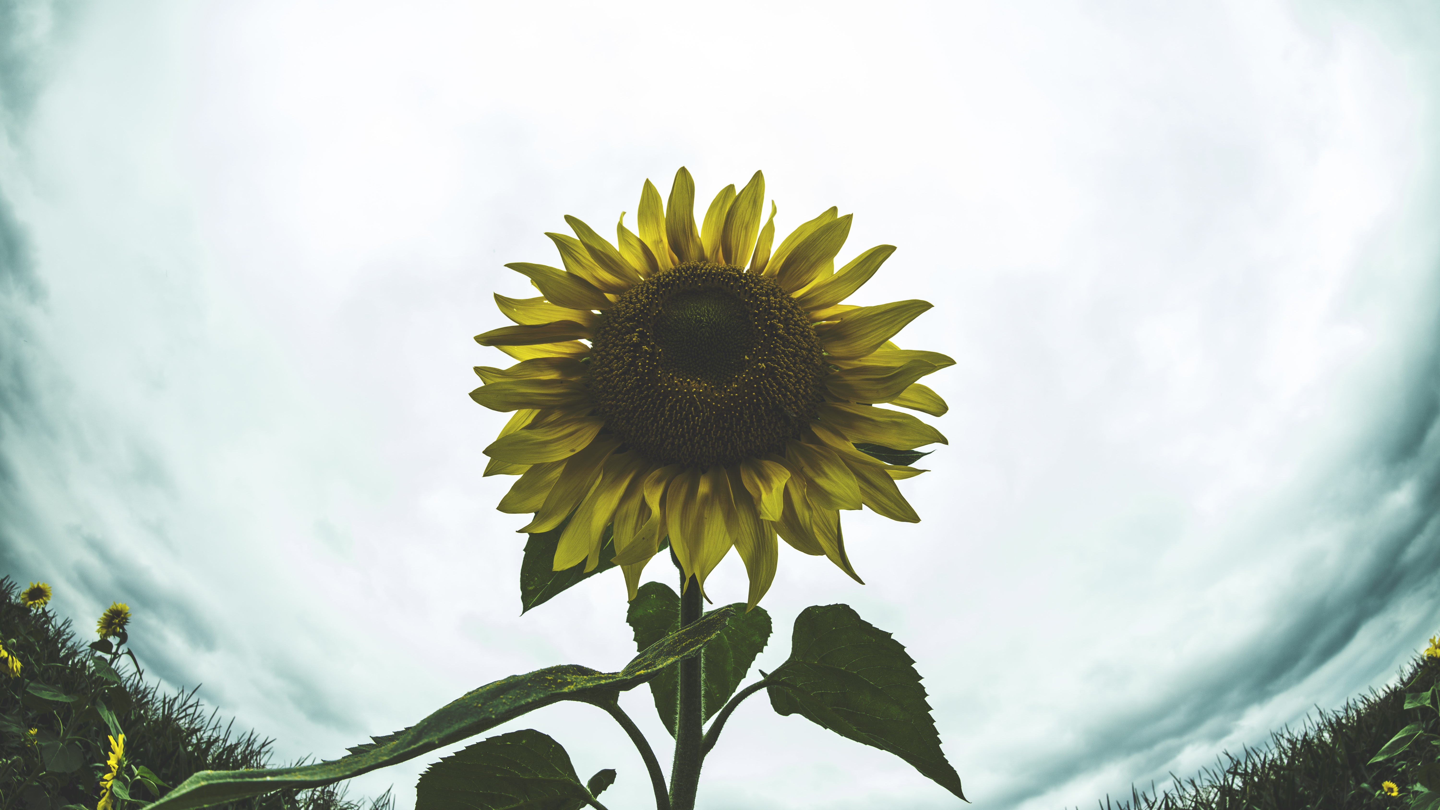 nature, sunflowers, clouds, flowers, yellow flower, fisheye lens, overcast, HD Wallpaper