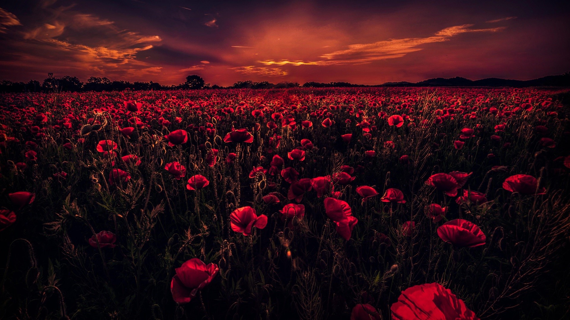 poppies, nature, flowers, sunset, field, HD Wallpaper