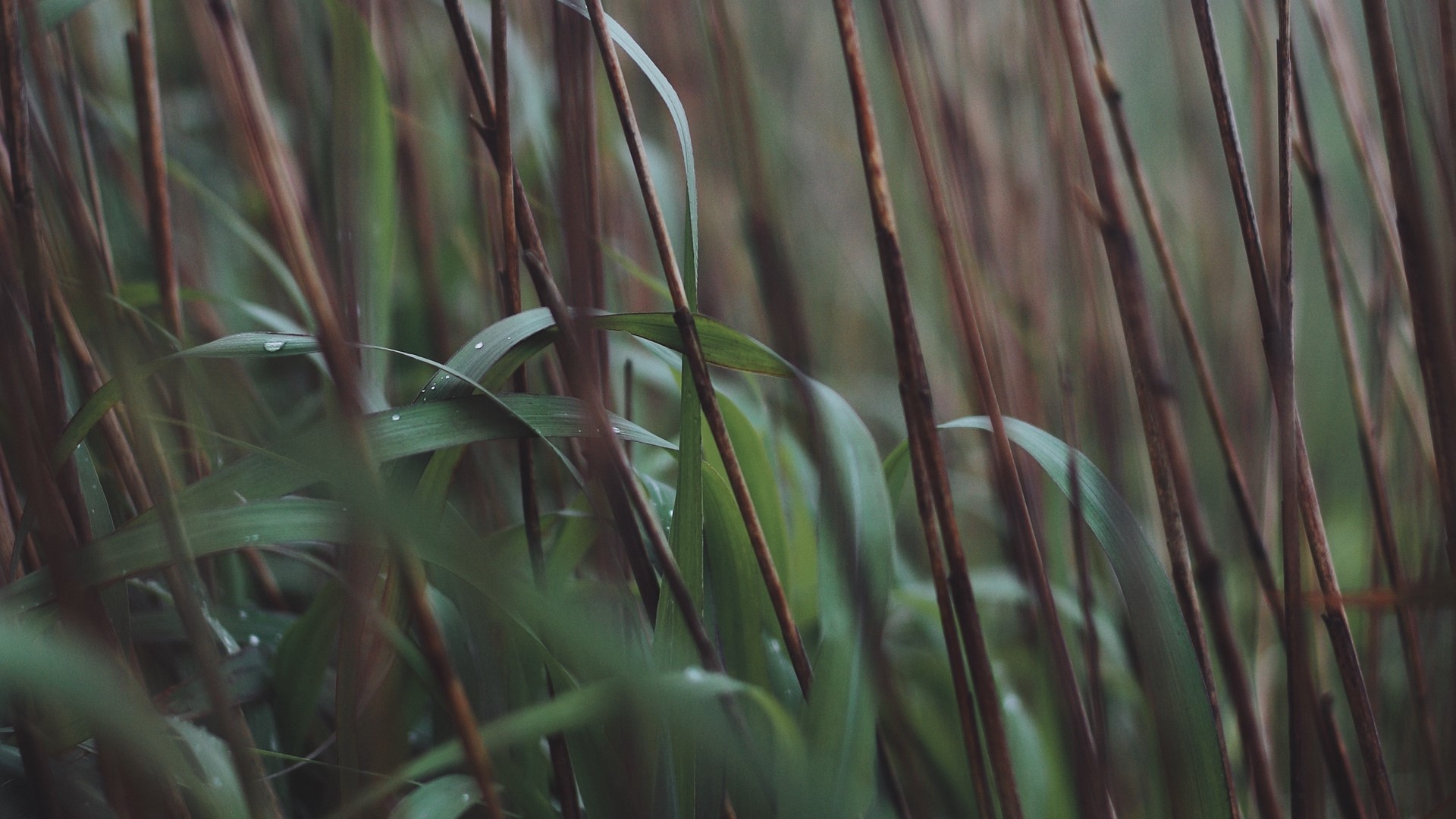 nature, plants, leaves, HD Wallpaper