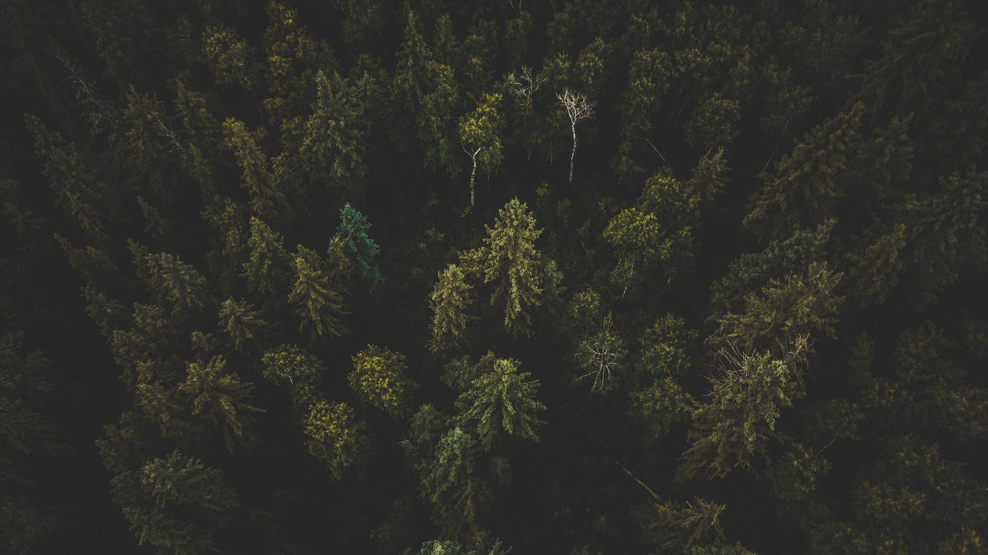 nature, trees, forest, aerial view, HD Wallpaper