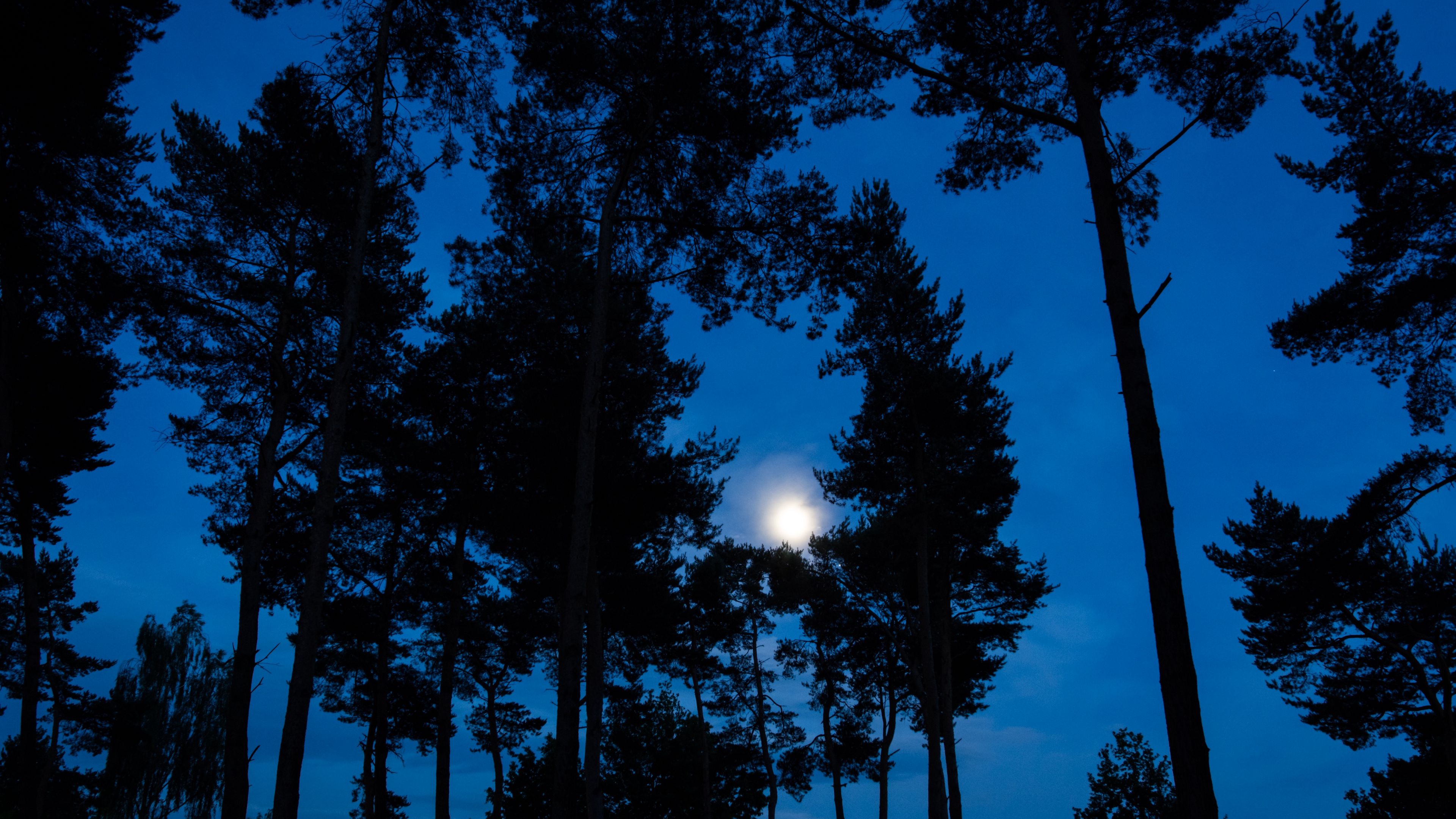 trees, branches, moon, sky, night, 4k, HD Wallpaper