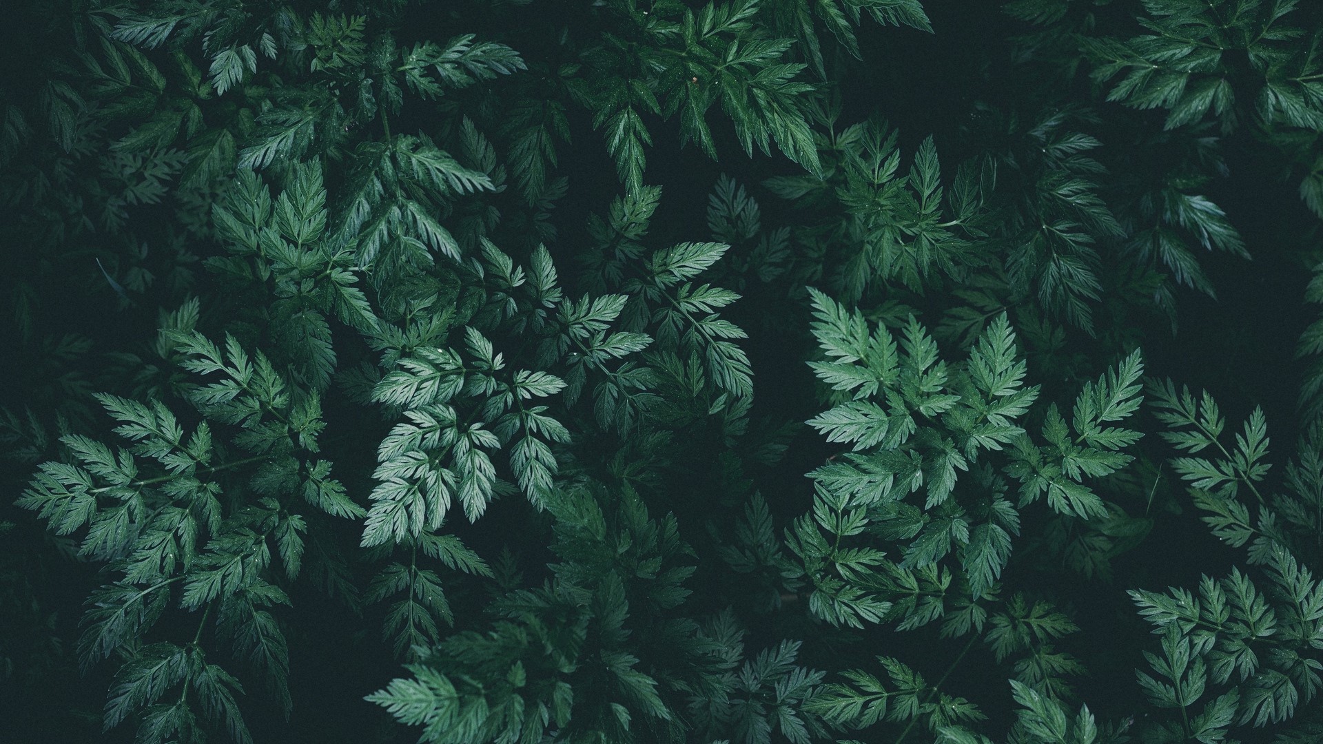 nature, plants, leaves, HD Wallpaper