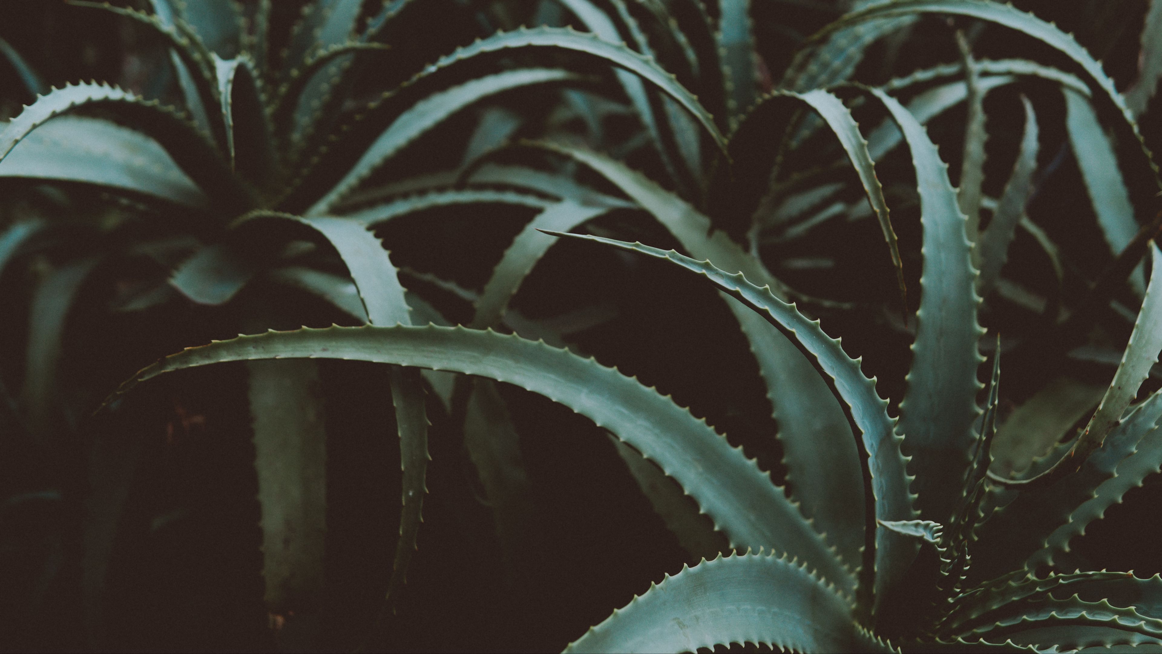 aloe, flower, plant, leaves, green, 4k, HD Wallpaper