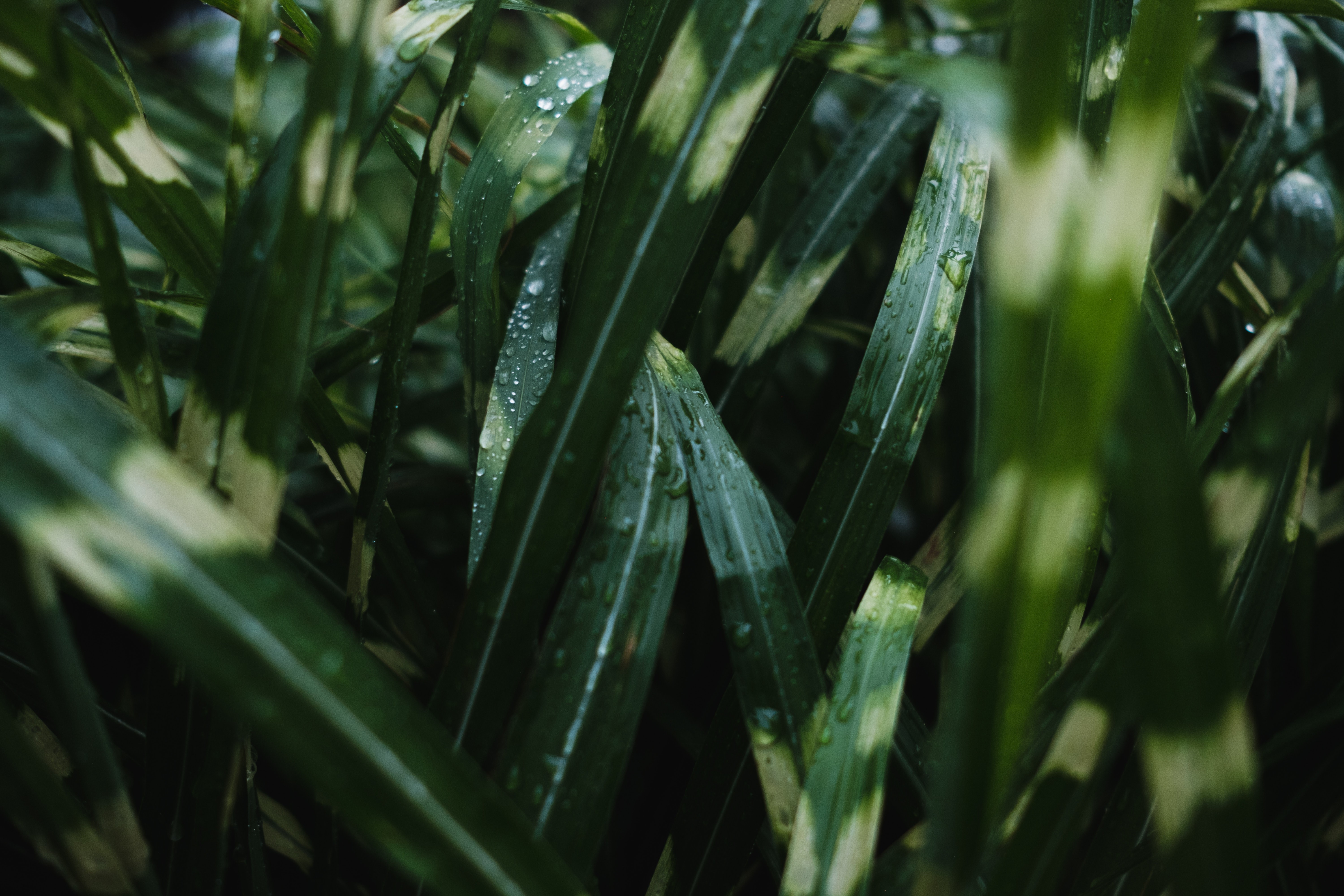plants, nature, corn, green, water drops, wet, dappled sunlight, grass, leaves, HD Wallpaper