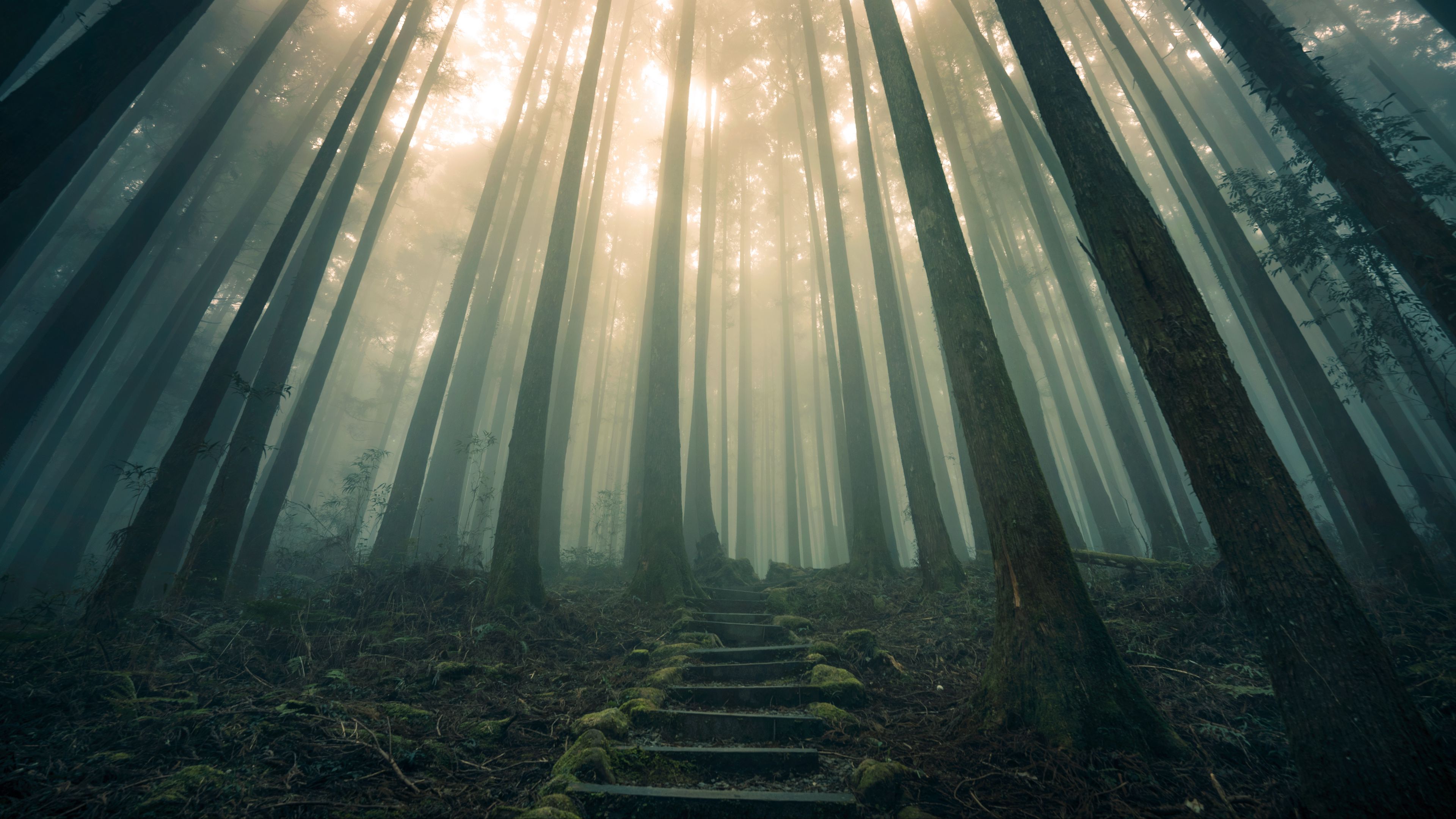 forest, stairs, fog, 4k, HD Wallpaper