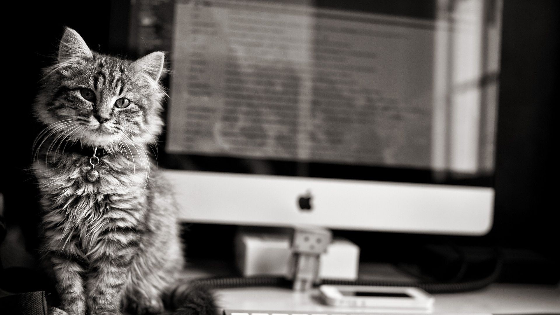 cats, monochrome, Apple Inc., Apple Computer, technology, HD Wallpaper