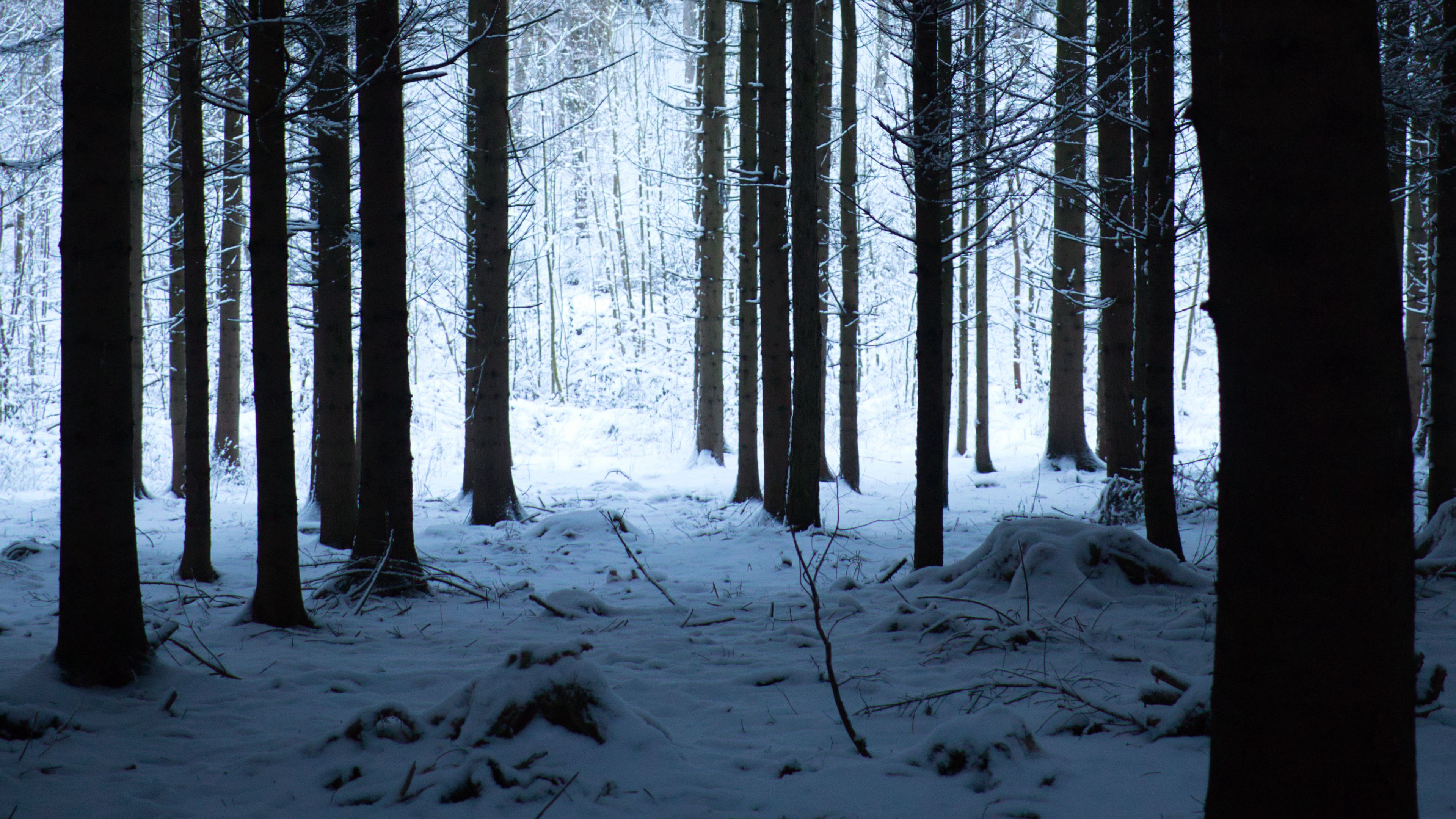 forest, winter, snow, trees, snowy, hike, 4k, HD Wallpaper