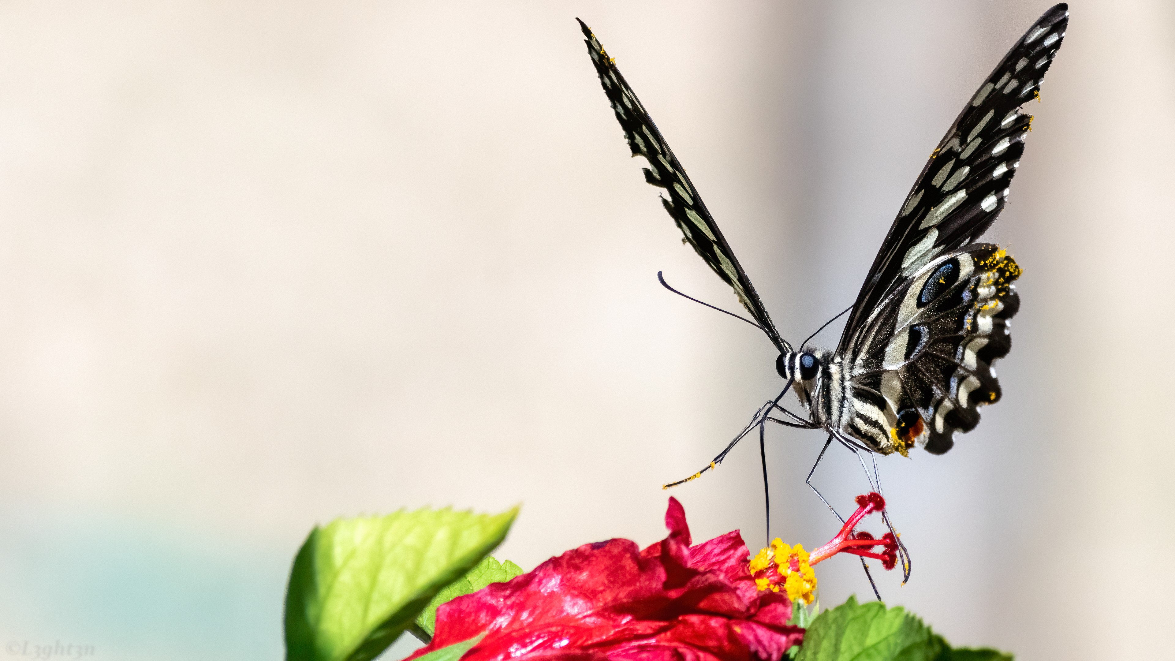 butterfly, photography, animals, insect, macro, flowers, plants, HD Wallpaper
