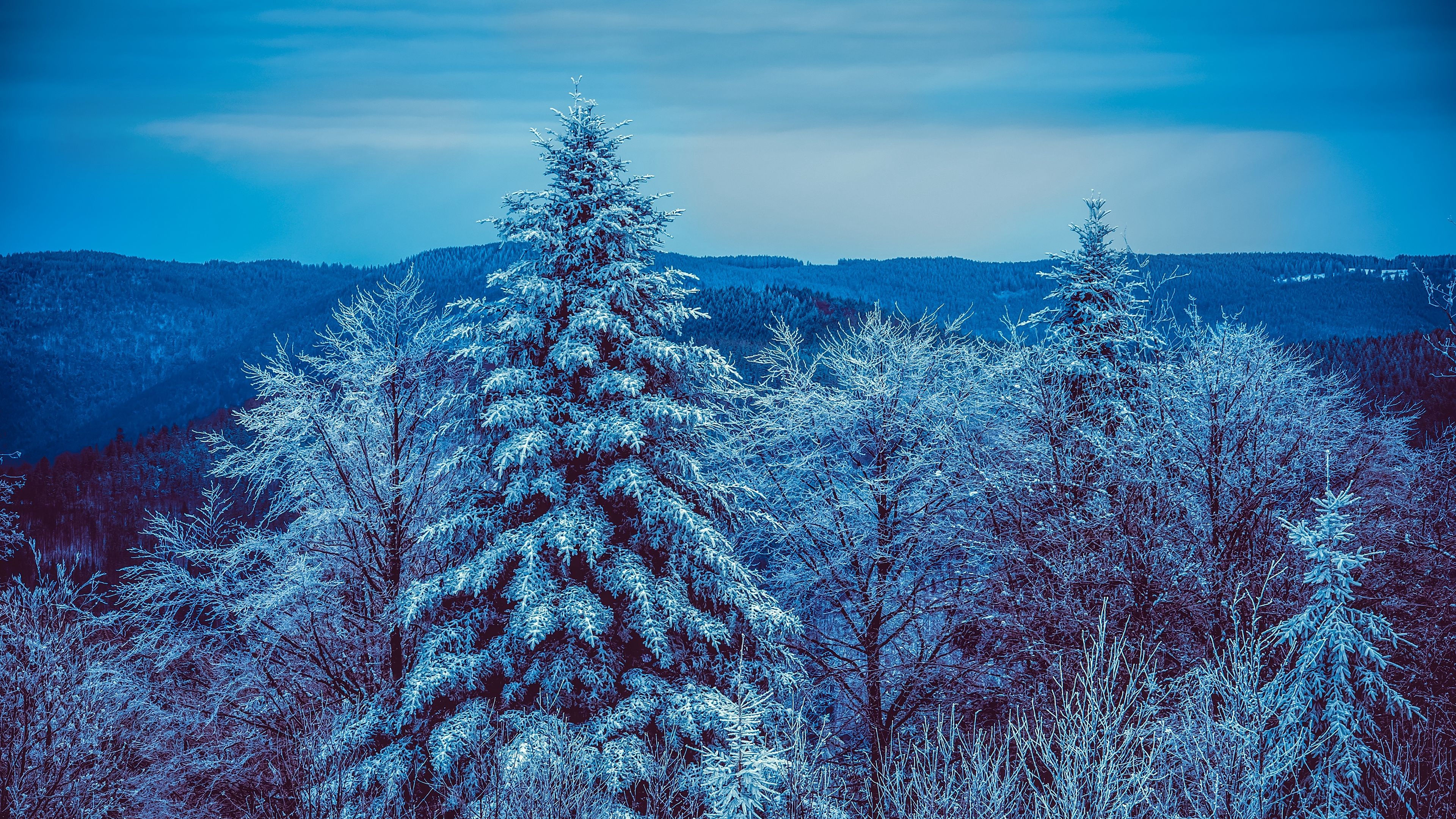winter, trees, forest, snow, snowy, 4k, HD Wallpaper