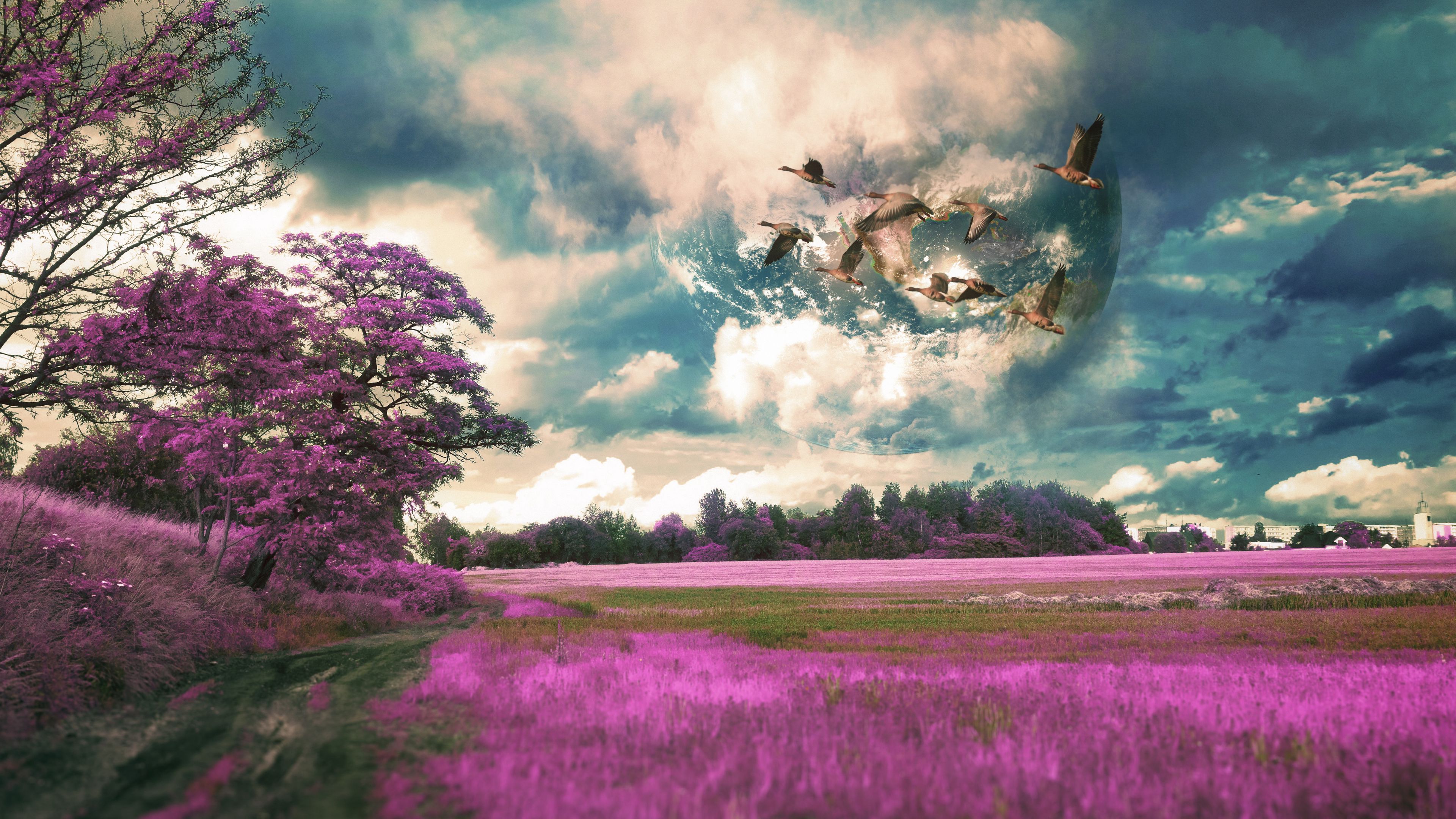 field, birds, photoshop, flight, sky, grass, 4k, HD Wallpaper