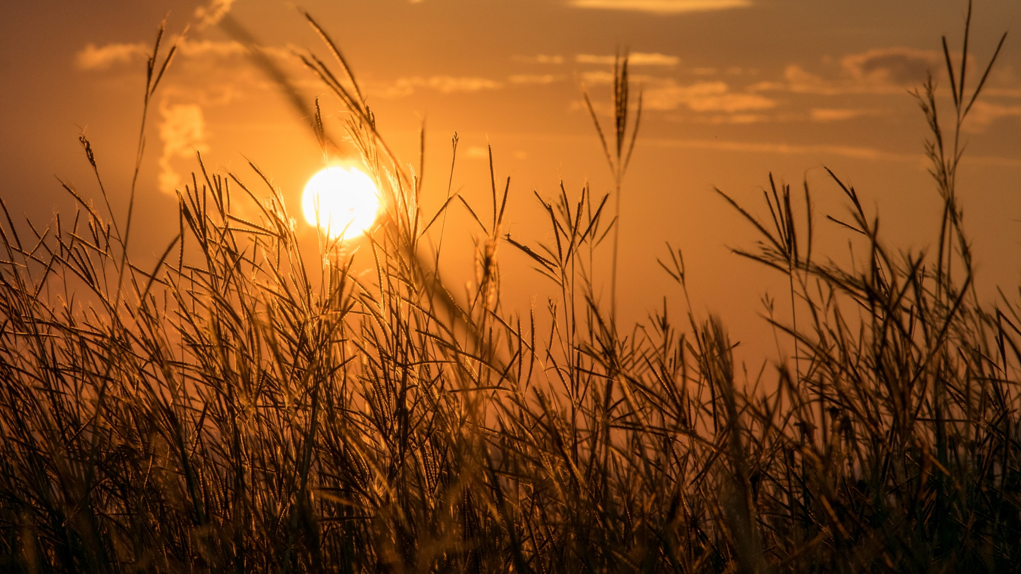 sunset, grass, photography, landscape, HD Wallpaper