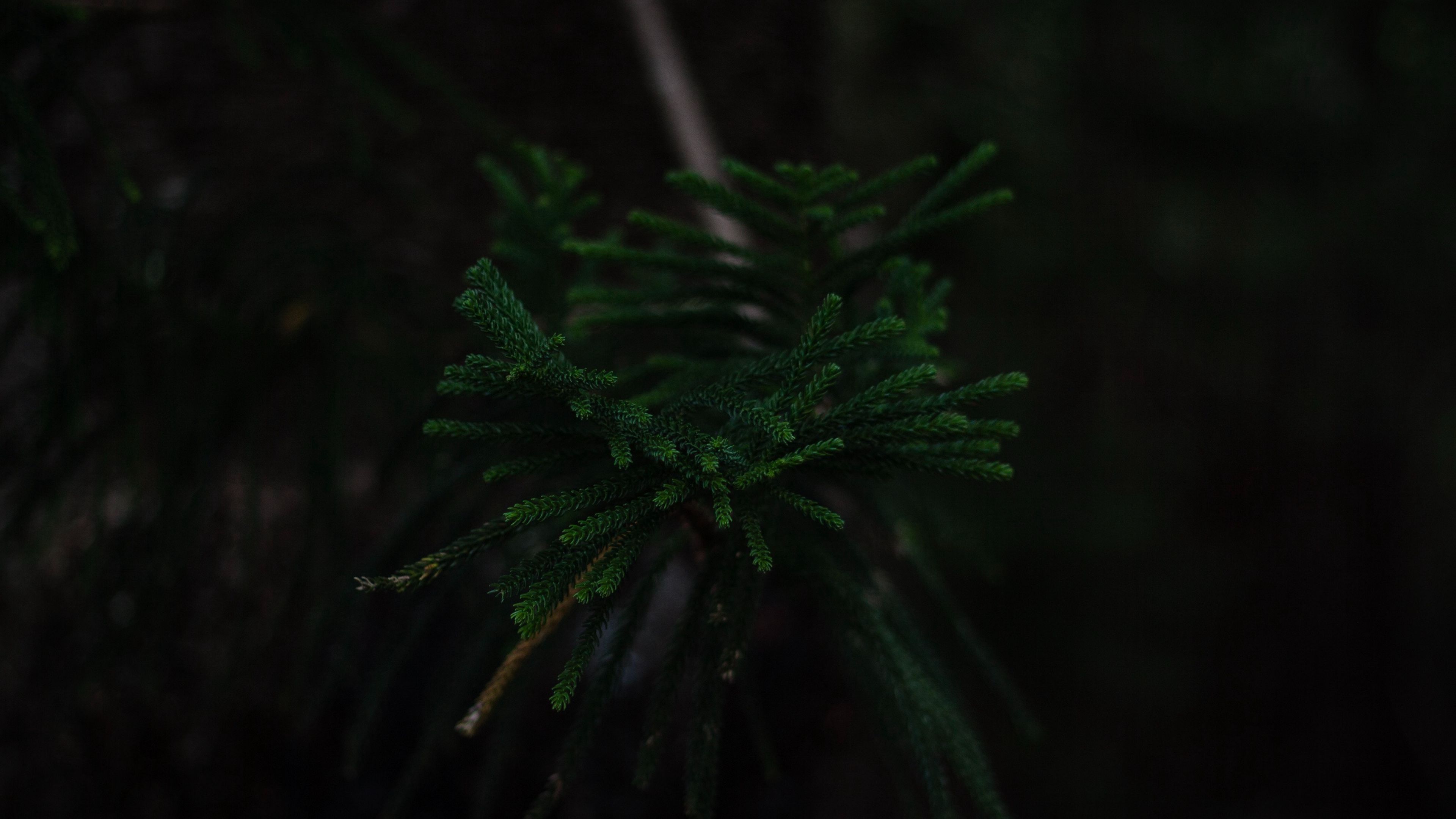 ветка, темный, зеленый, растение, дерево, 4k, HD Wallpaper