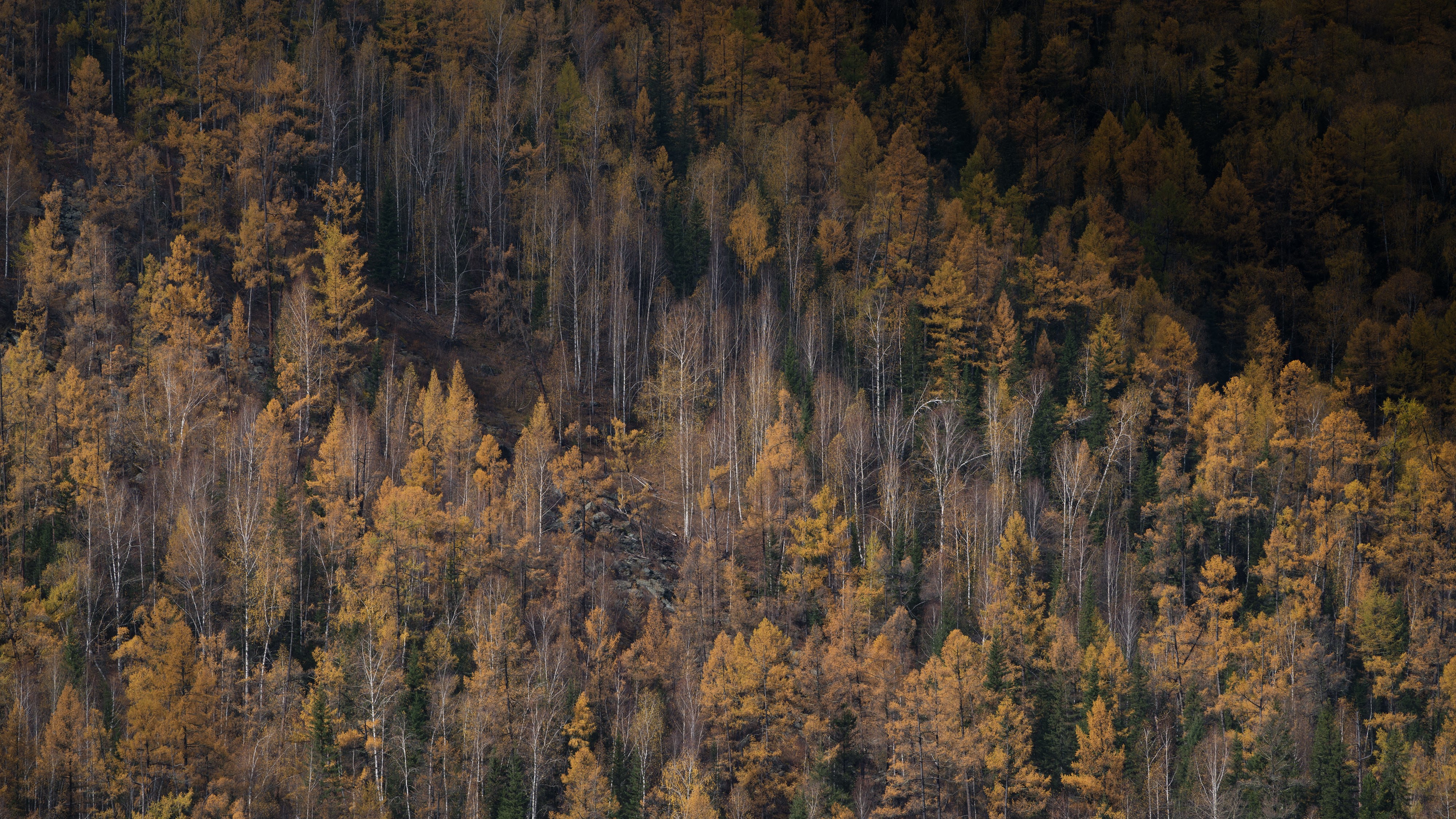 nature, landscape, trees, plants, HD Wallpaper