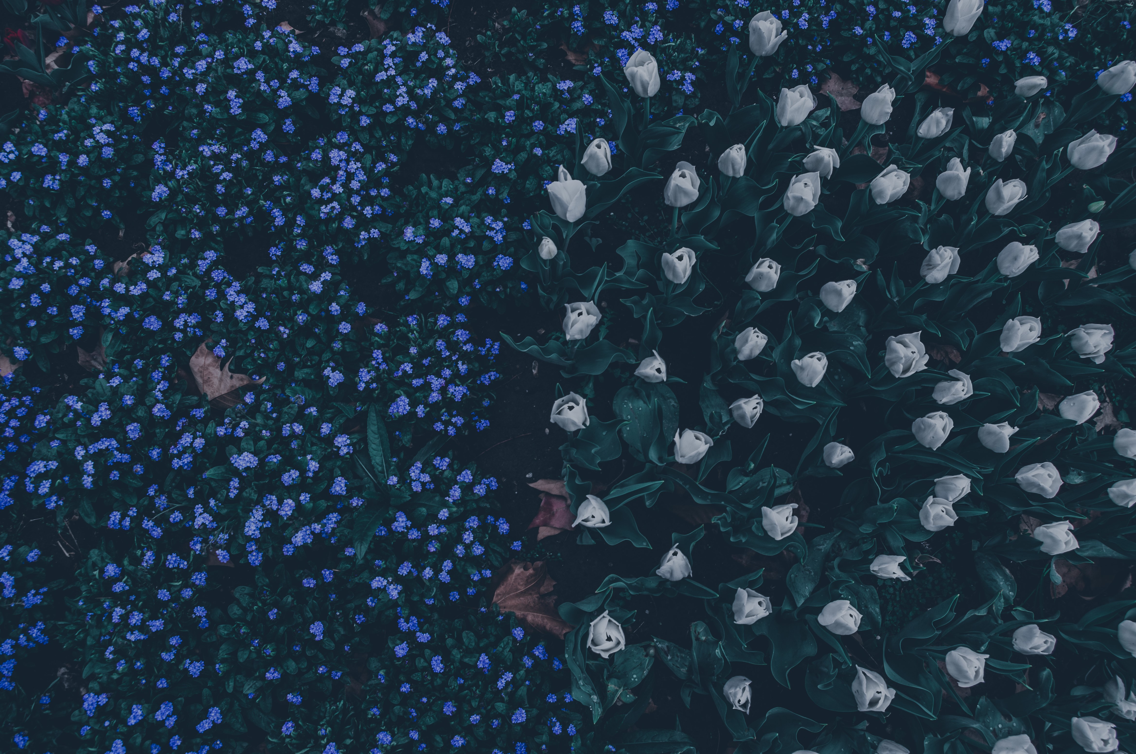 dark, emotion, nature, leaves, green, blue, white, spring, HD Wallpaper
