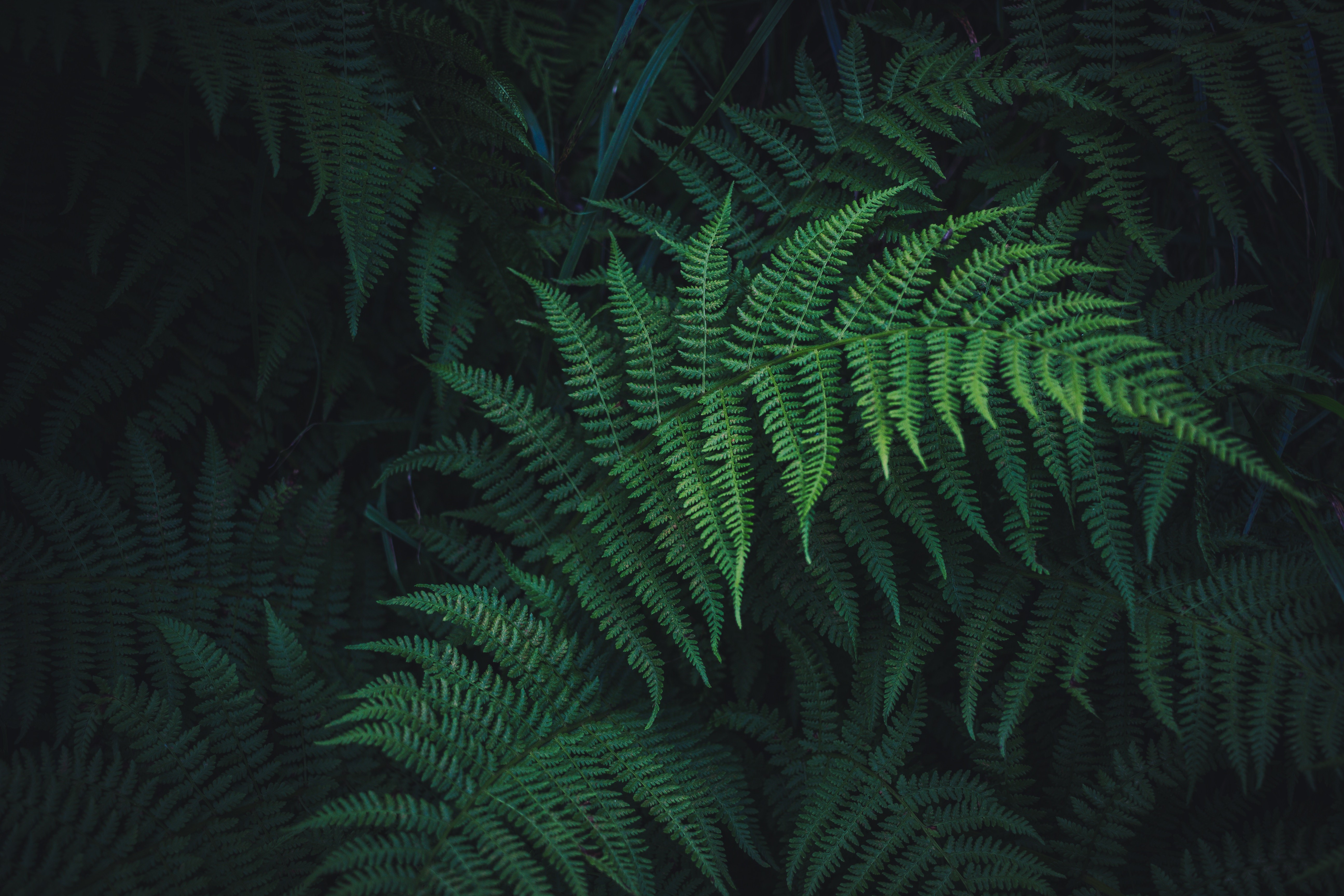 nature, plants, leaves, outdoors, HD Wallpaper