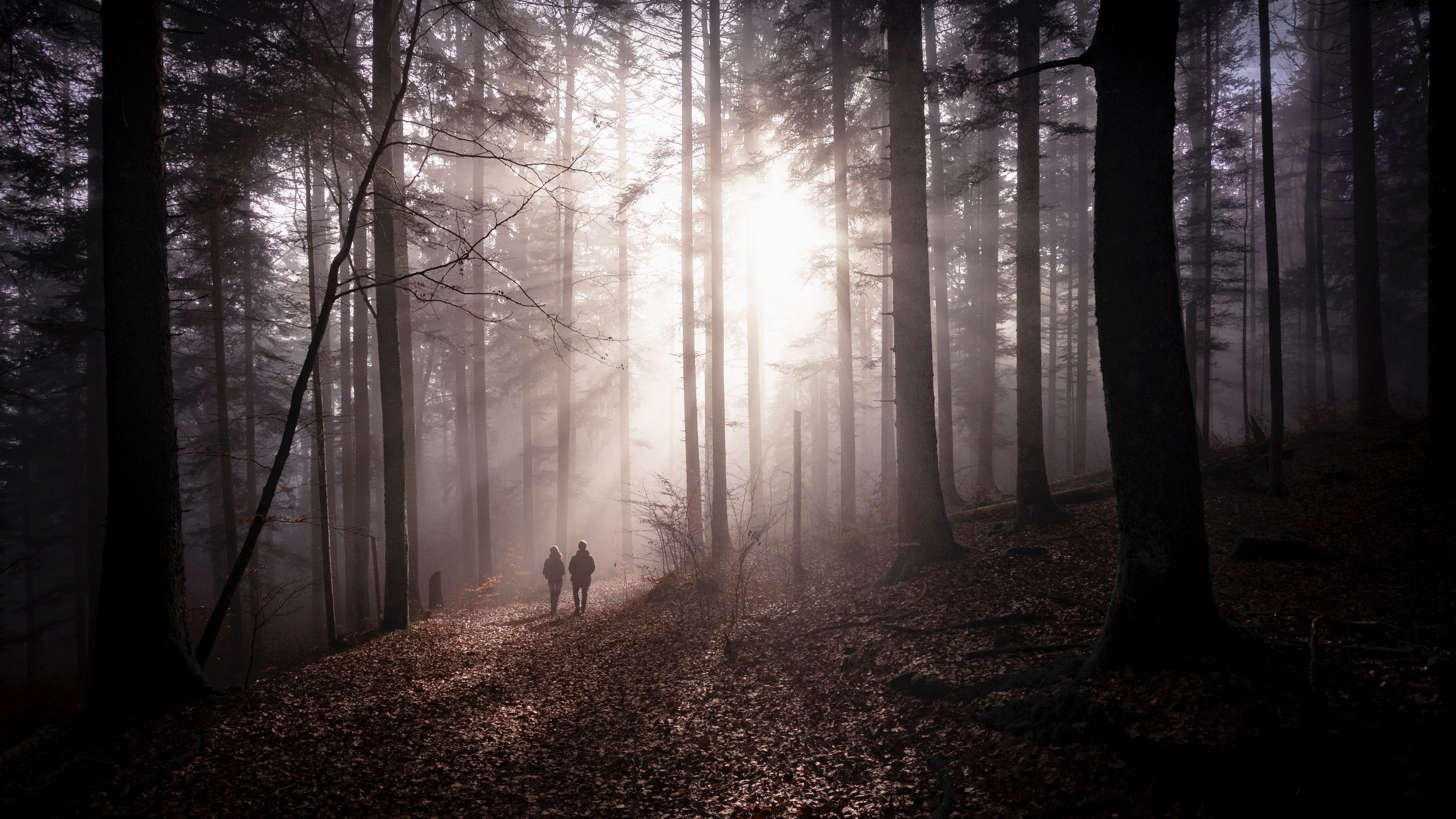 forest, fog, silhouettes, walk, autumn, couple, 4k, HD Wallpaper