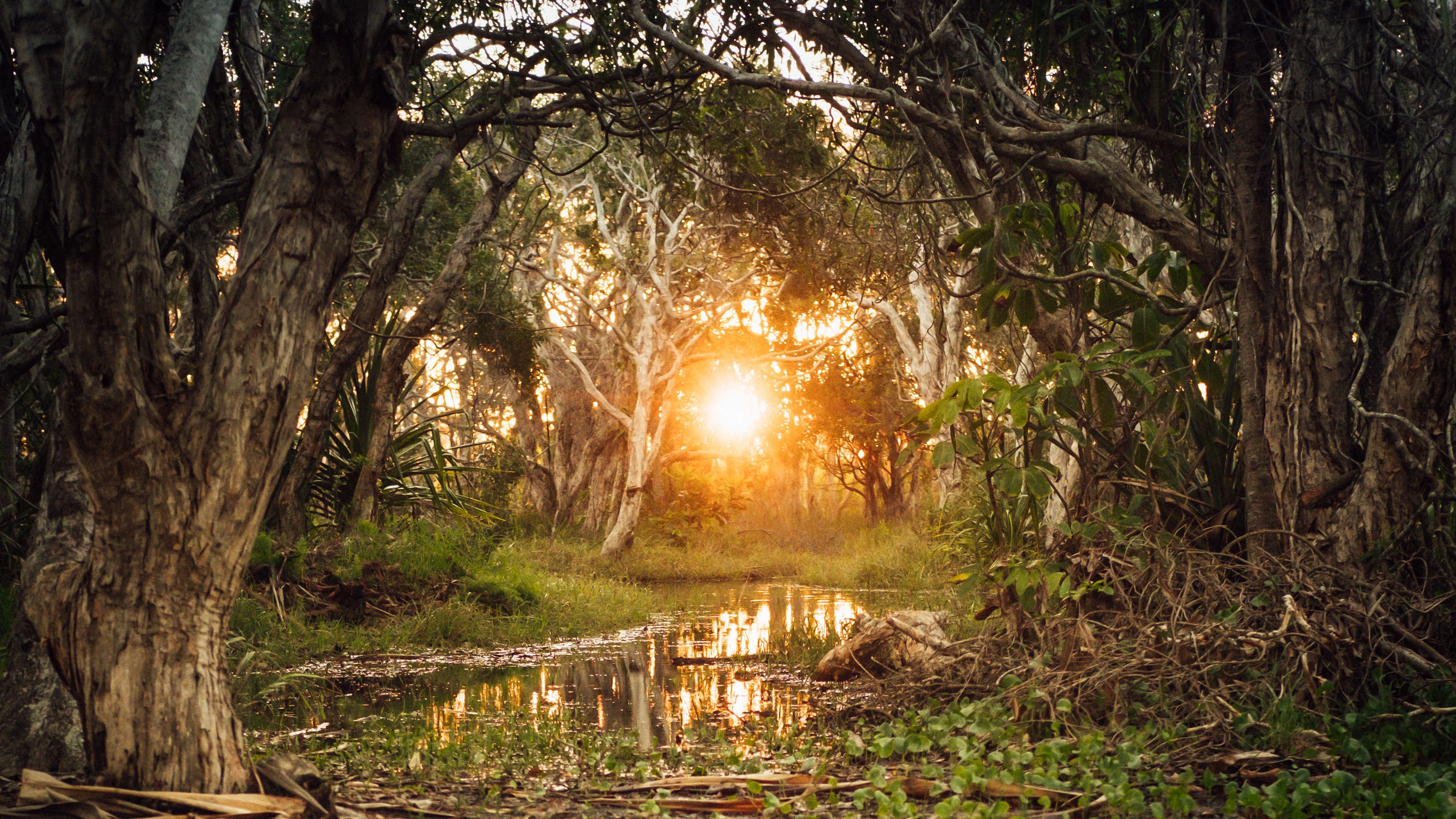 sun, forest, river, 4k, HD Wallpaper