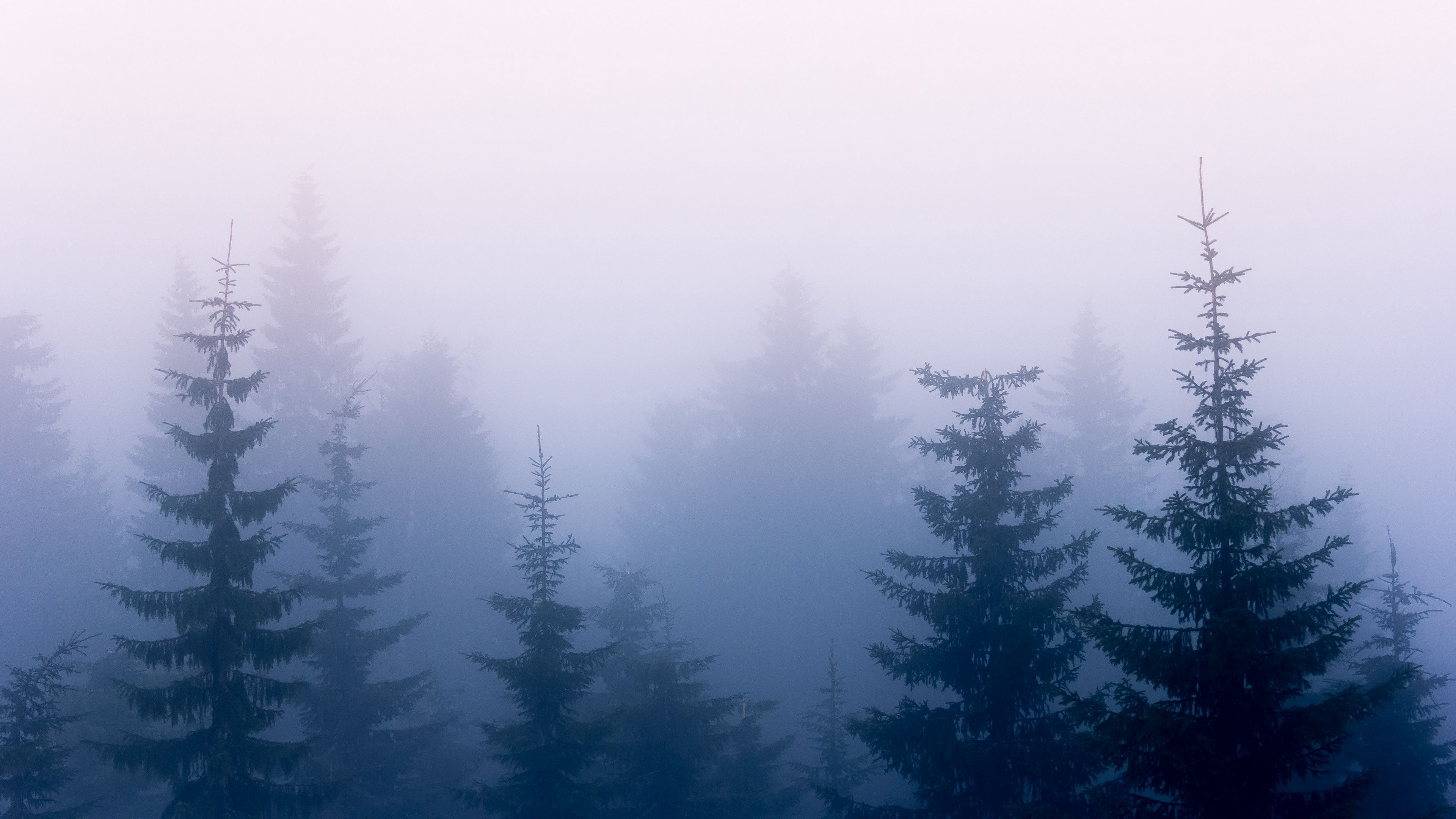 trees, fog, branches, sky, 4k, HD Wallpaper