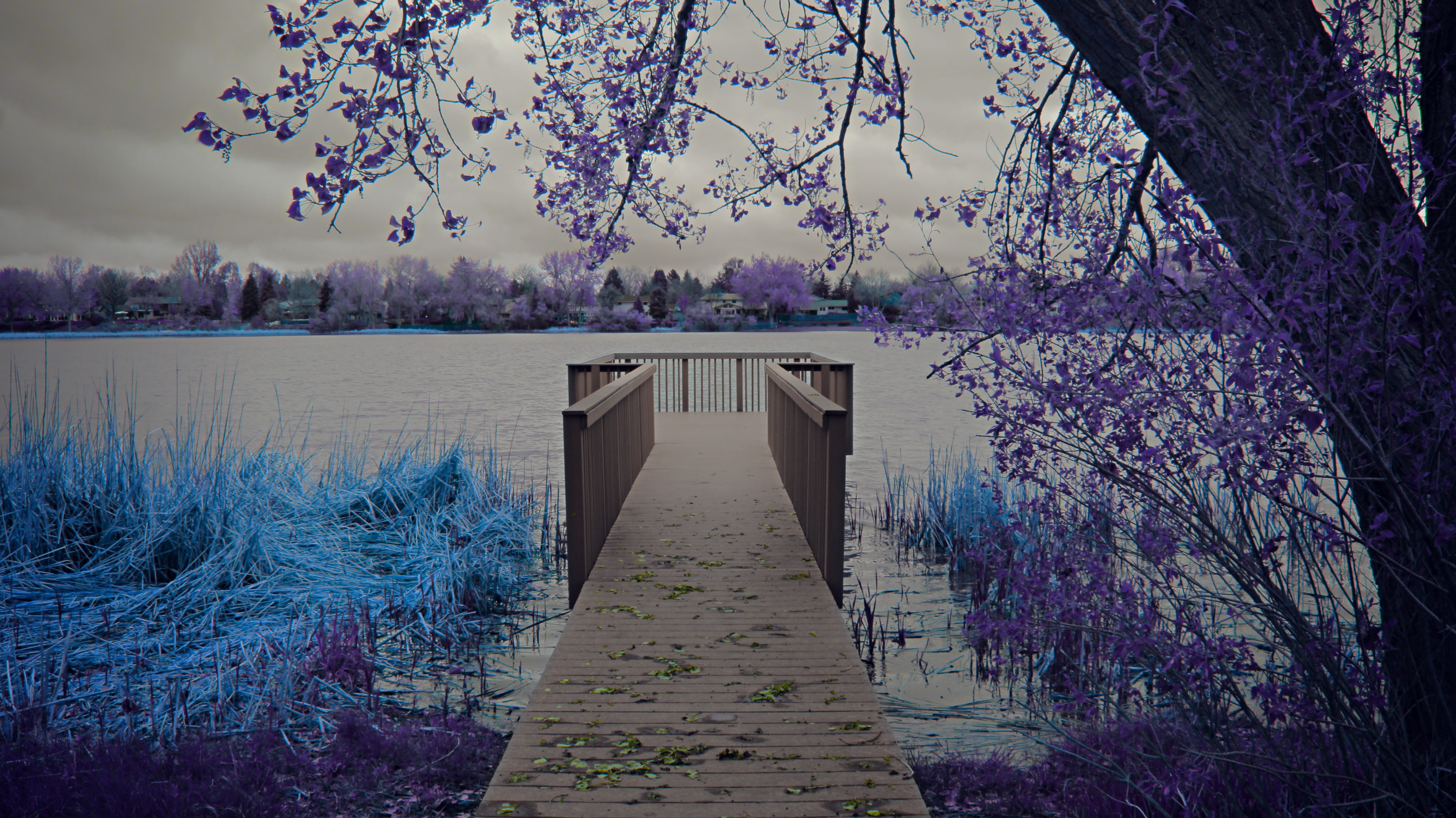 water, lake, trees, fall, nature, blue, purple, violet, turquoise, photography, digital art, digital, infrared, HD Wallpaper