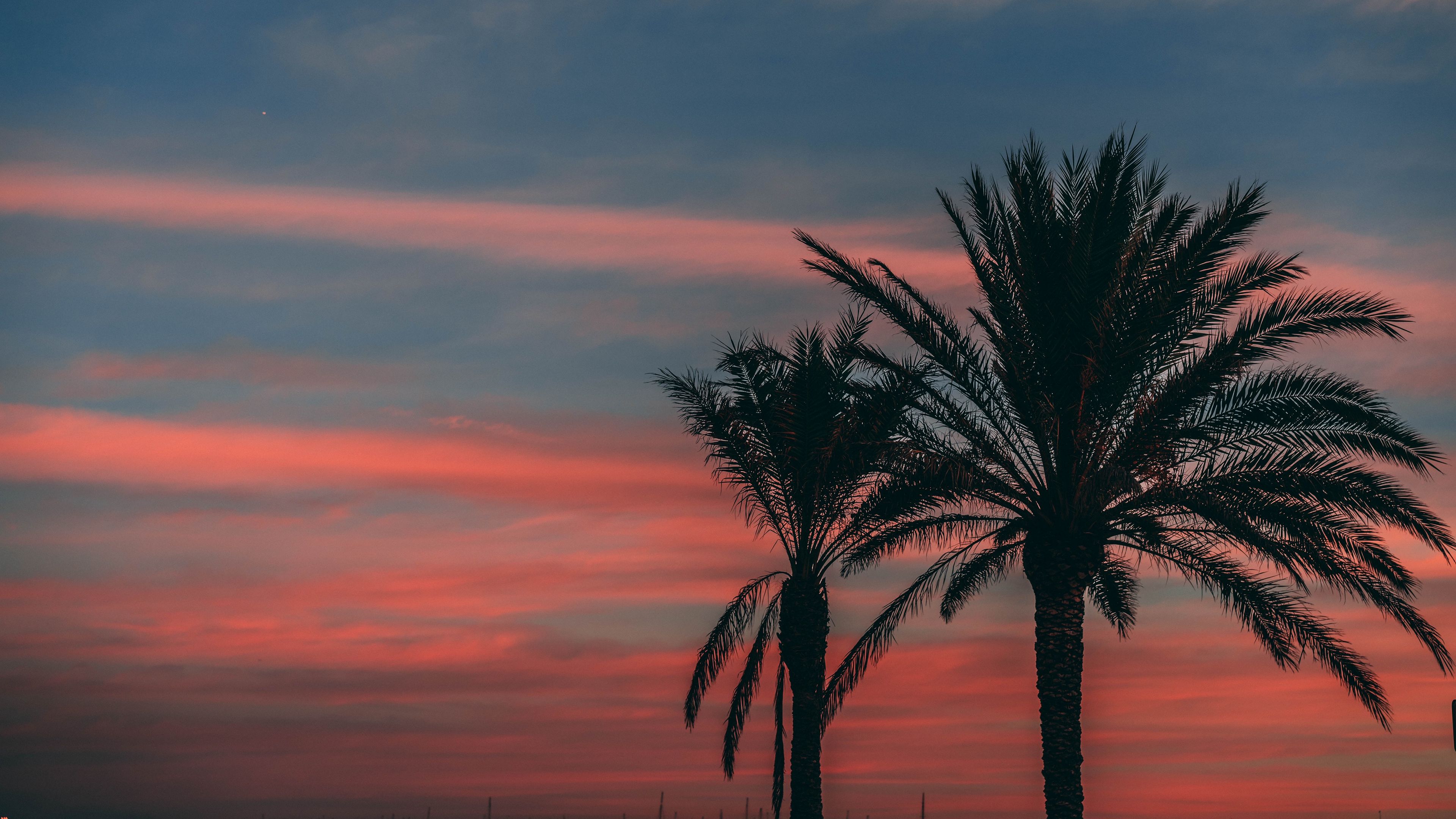 palm, sunset, sky, branches, outlines, night, tropics, 4k, HD Wallpaper
