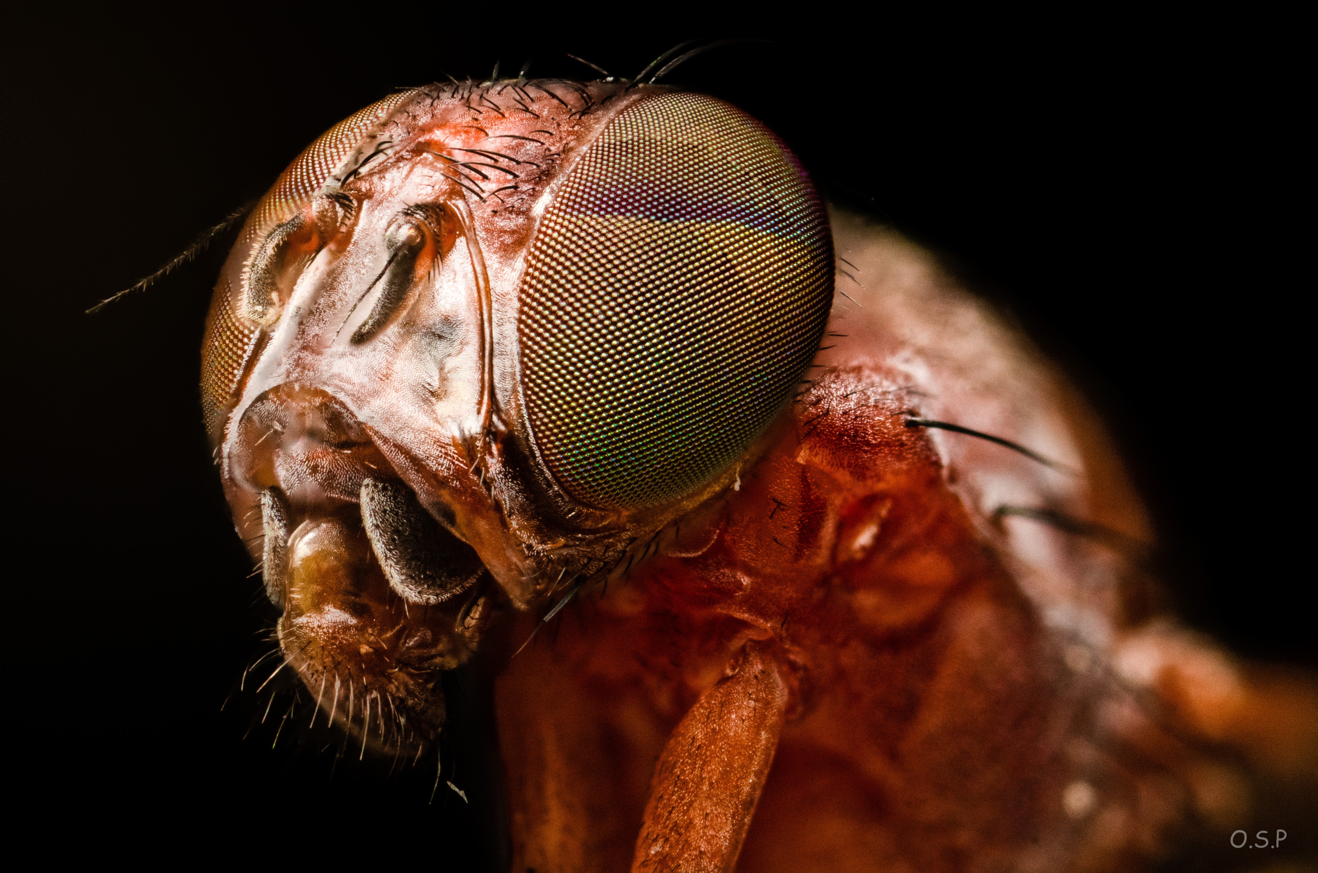 insect, animals, Fly, HD Wallpaper