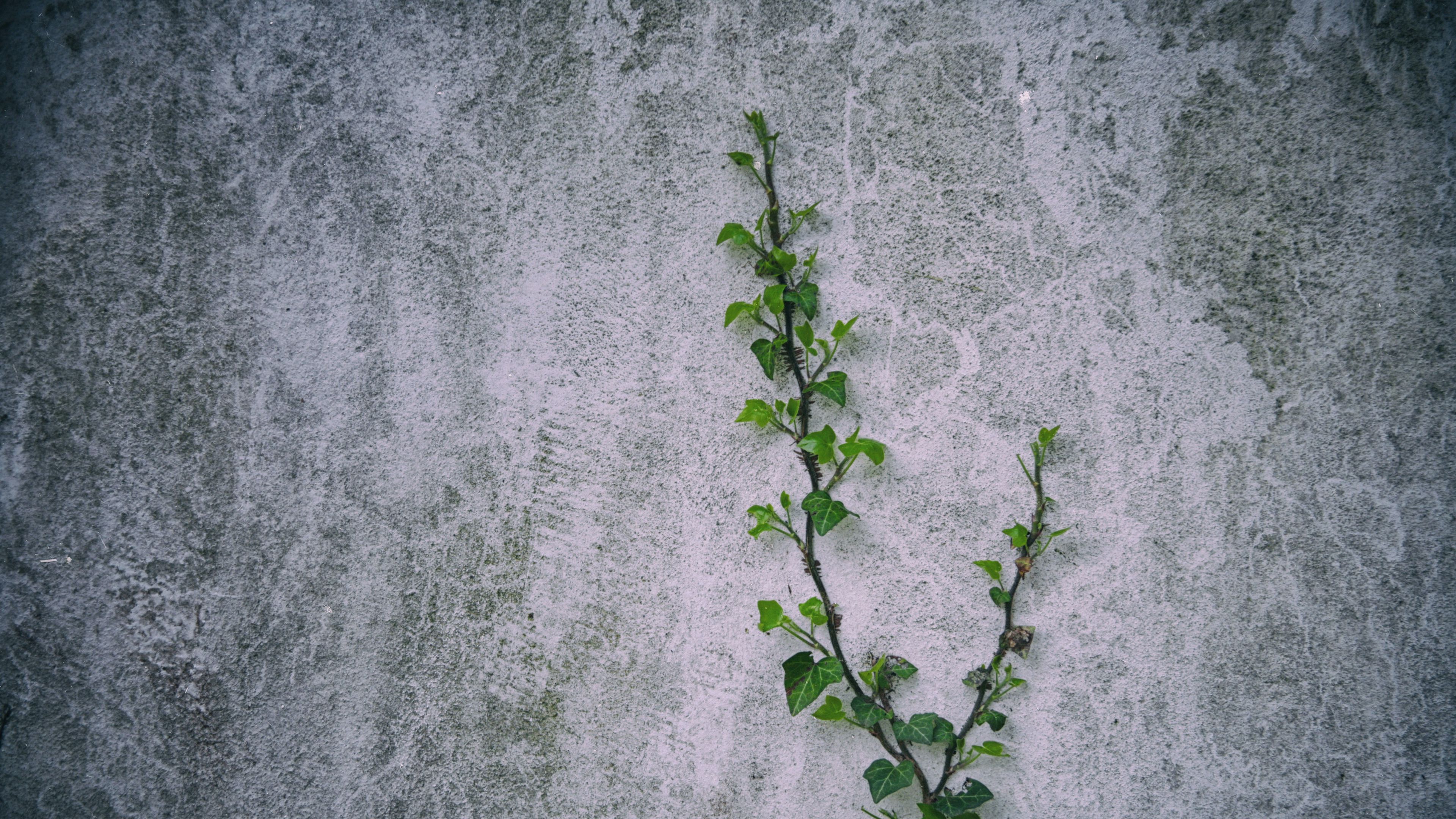 loach, plant, wall, 4k, HD Wallpaper