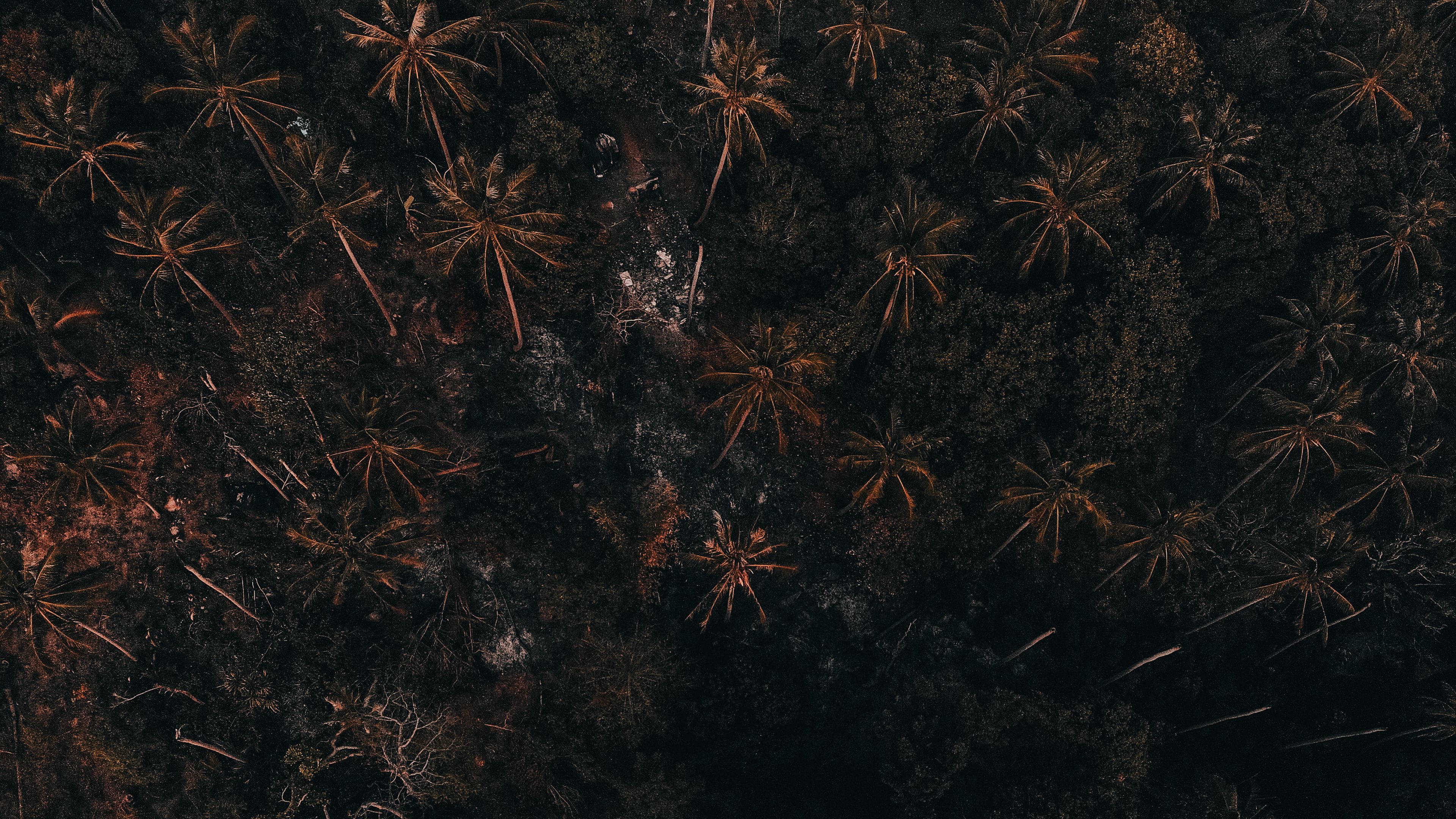 trees, palm trees, forest, 4k, HD Wallpaper