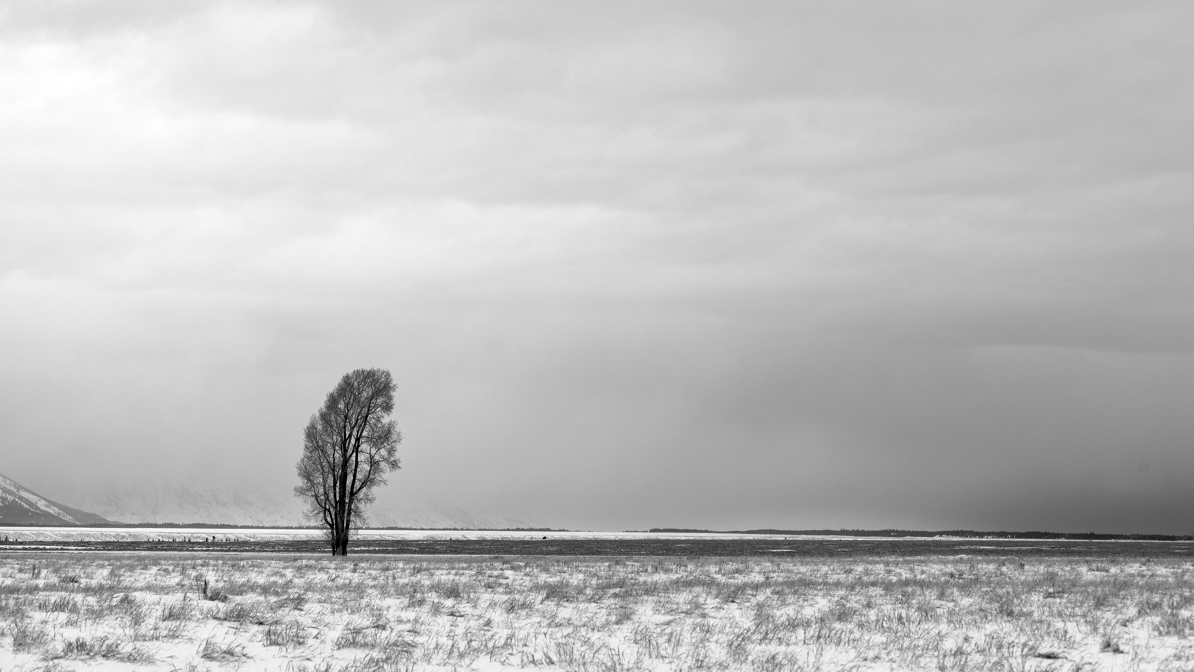 tree, snow, bw, minimalism, winter, 4k, HD Wallpaper