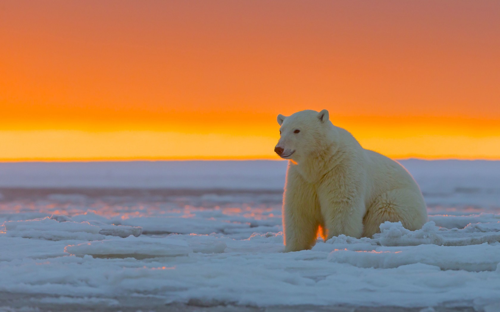 polar bears, snow, ice, animals, nature, orange sky, HD Wallpaper