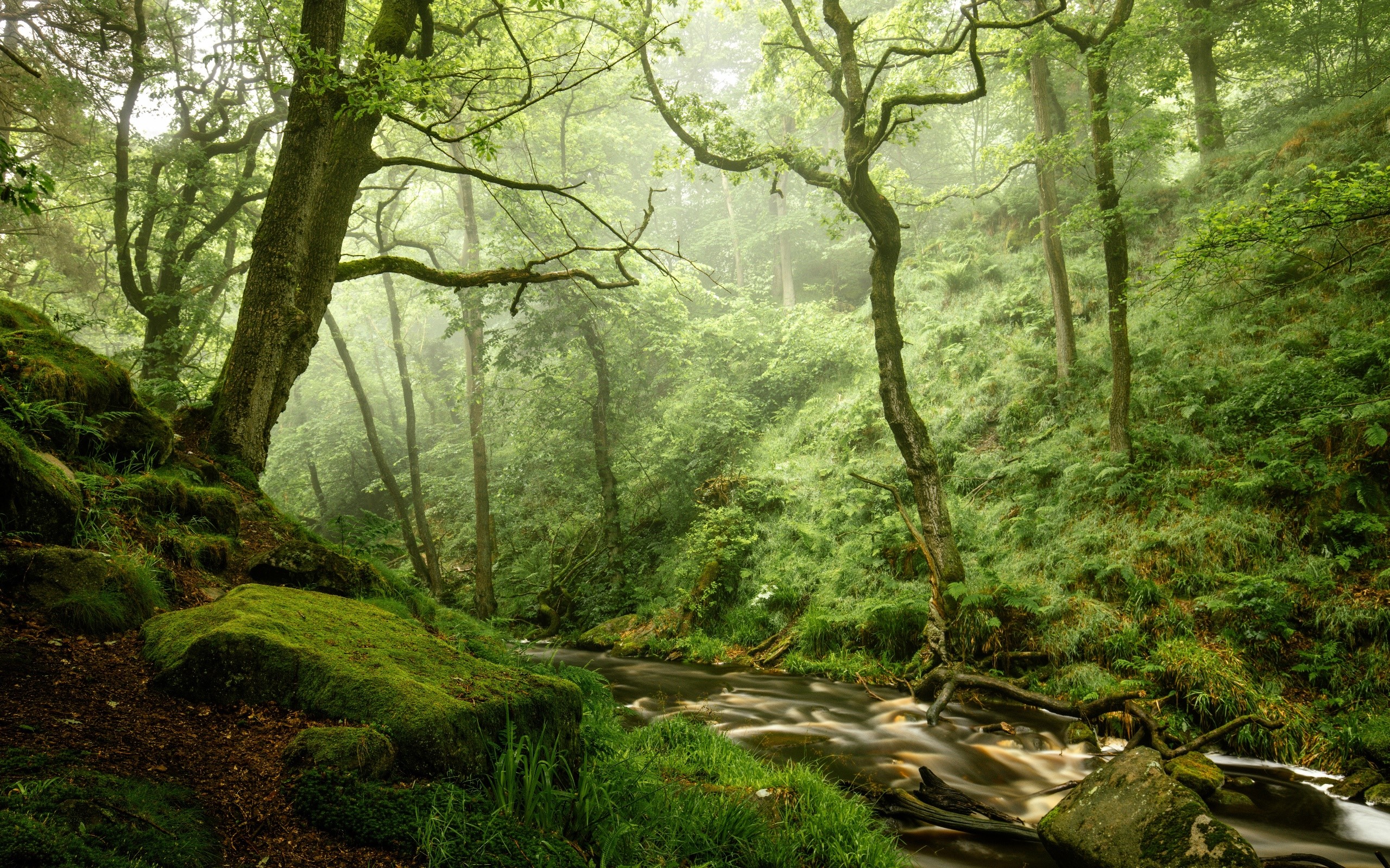 nature, forest, trees, outdoors, plants, long exposure, creeks, HD Wallpaper
