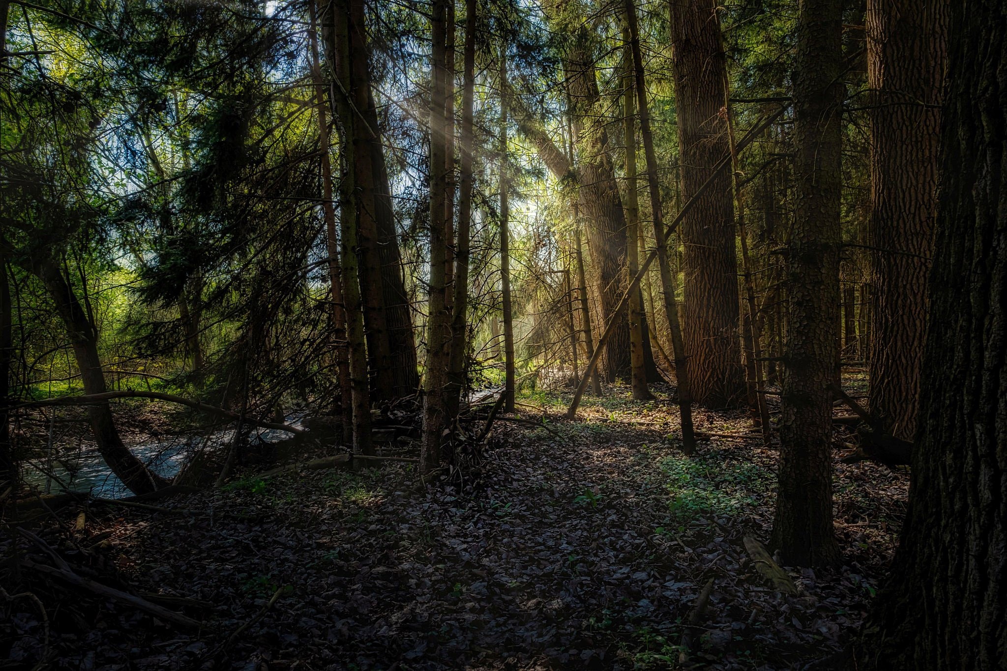 trees, nature, forest, dark, plants, HD Wallpaper