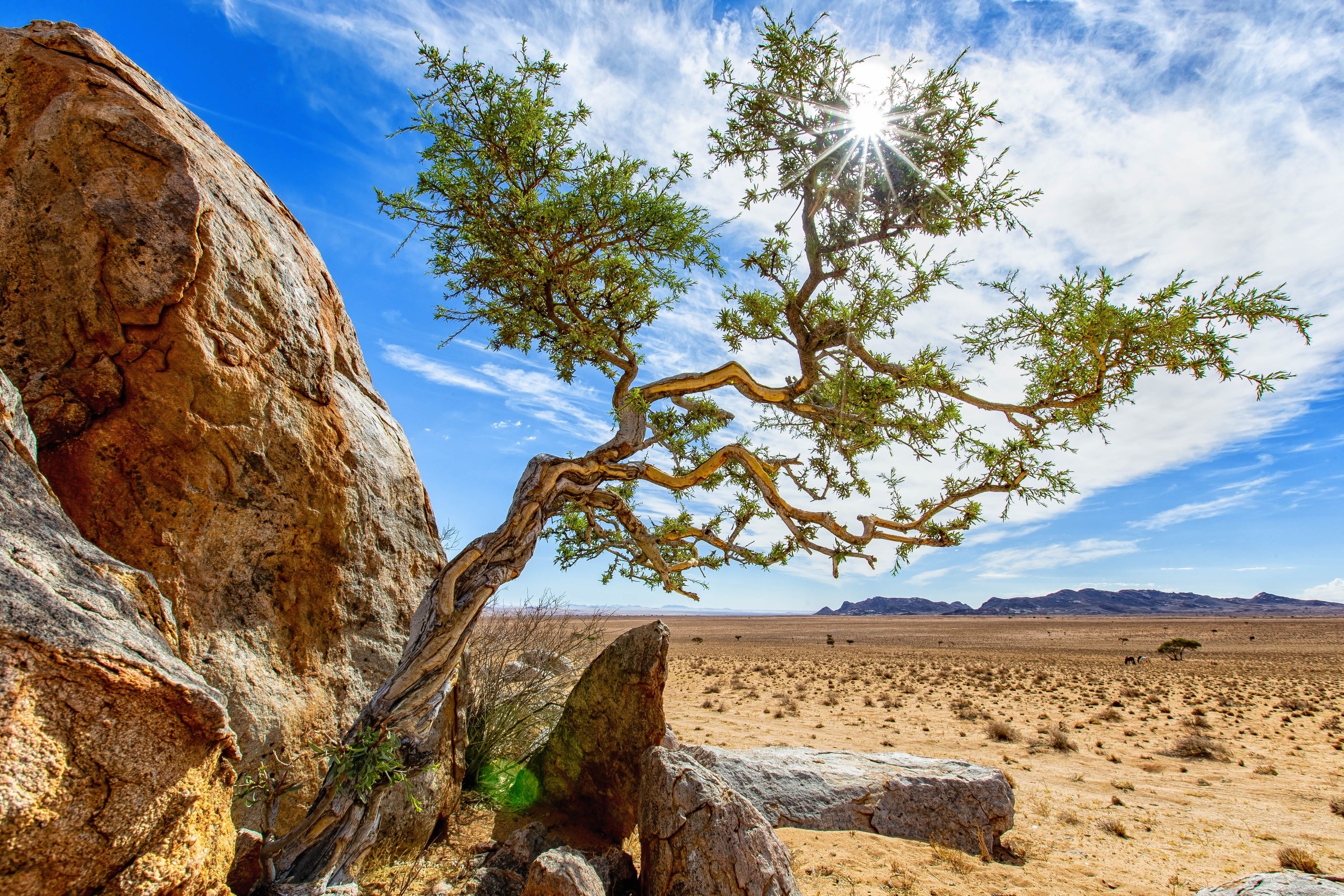 Africa, trees, nature, outdoors, HD Wallpaper