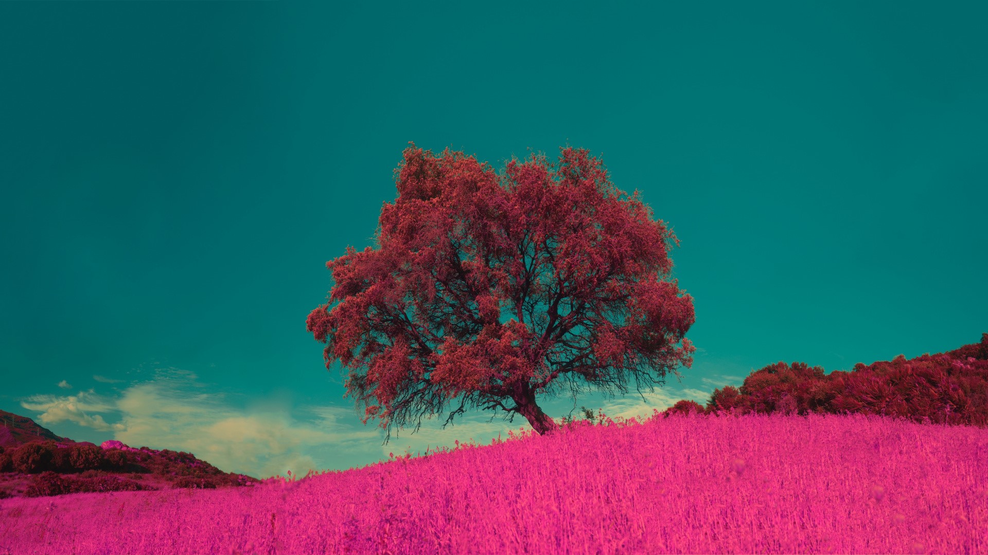 pink, flowers, trees, field, clouds, sky, Photoshop, HD Wallpaper