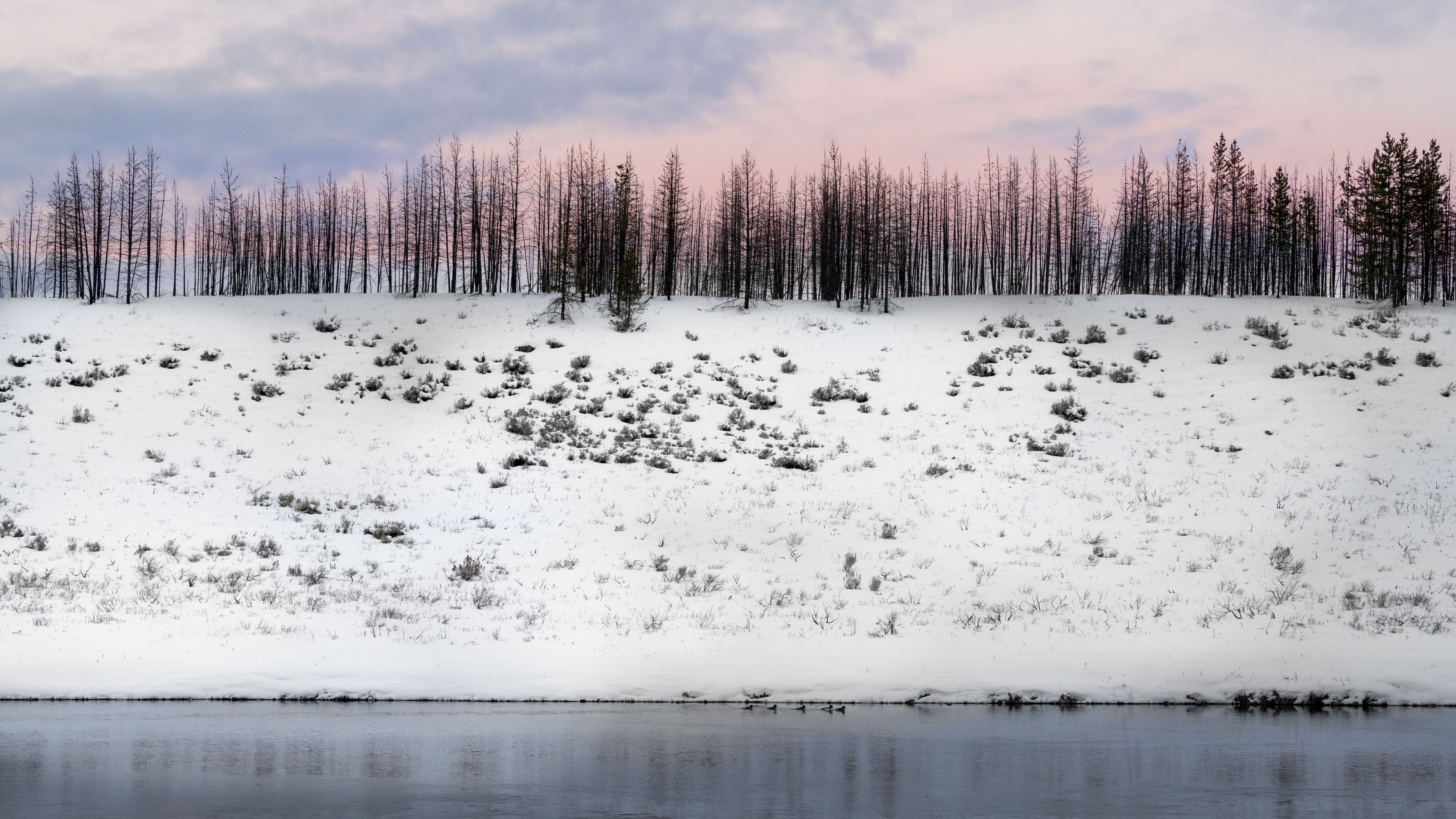 trees, winter, snow, hill, snowy, 4k, HD Wallpaper